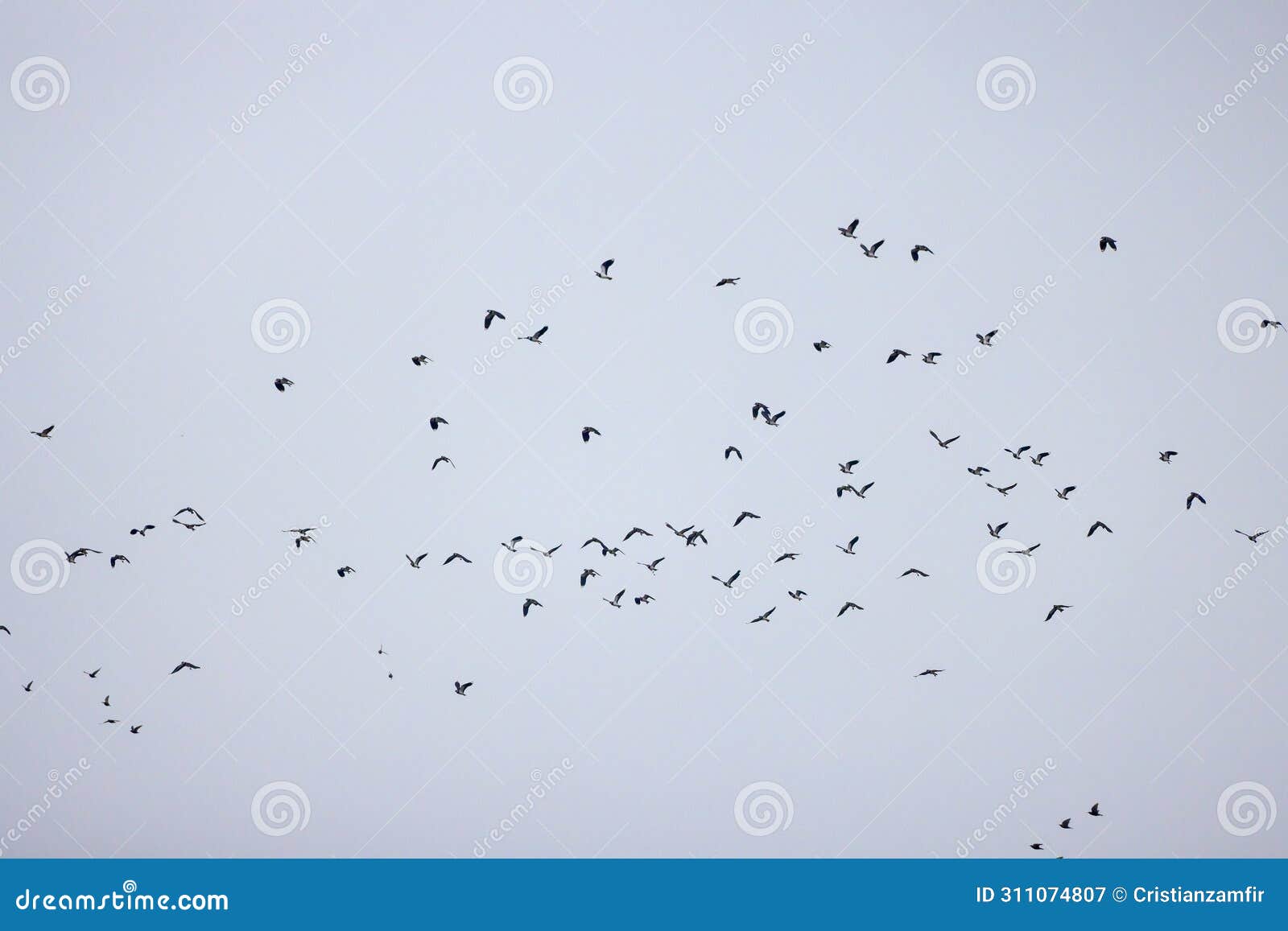 vanellus vanellus in flight