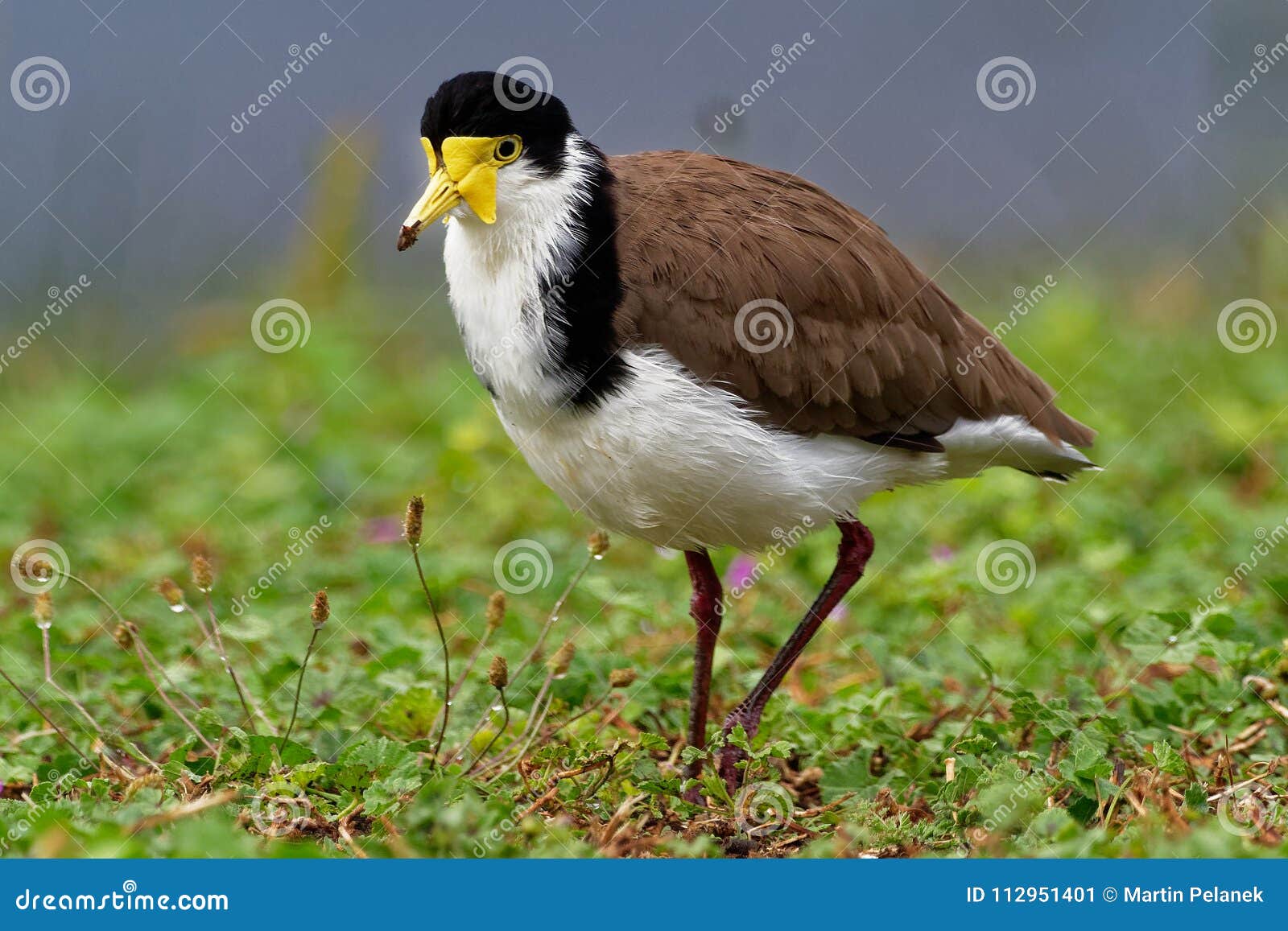 vanellus miles - masked lapwing, wader from australia