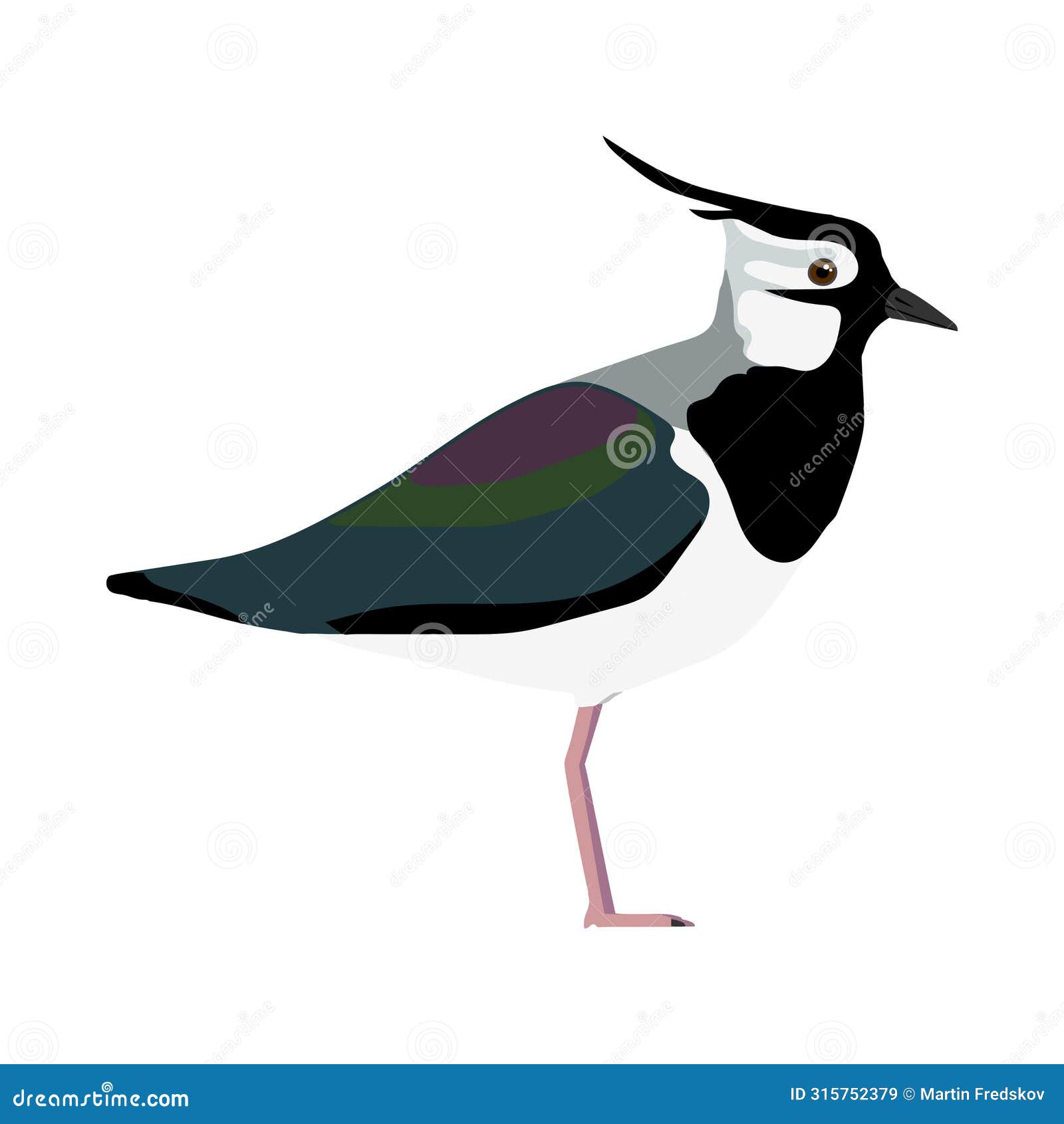 vanellus vanellus - northern lapwing - lateral view