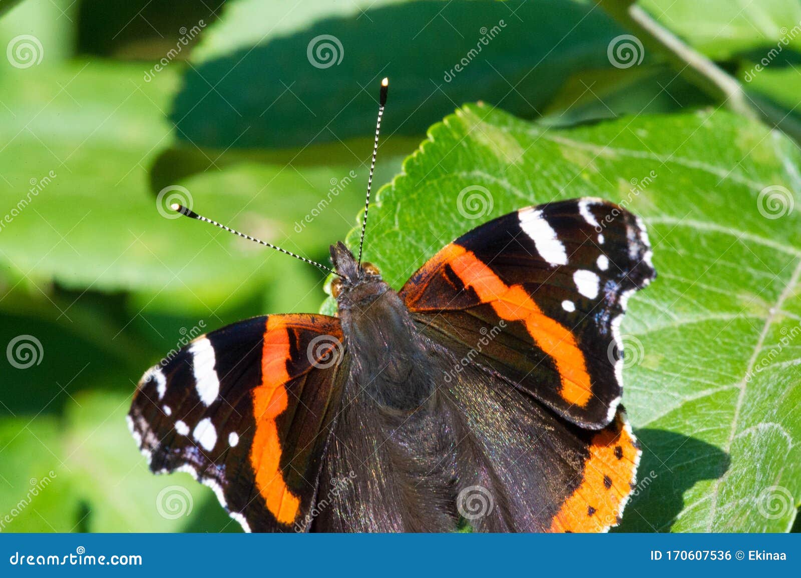 Black, orange, and white butterfly? - Vanessa atalanta 