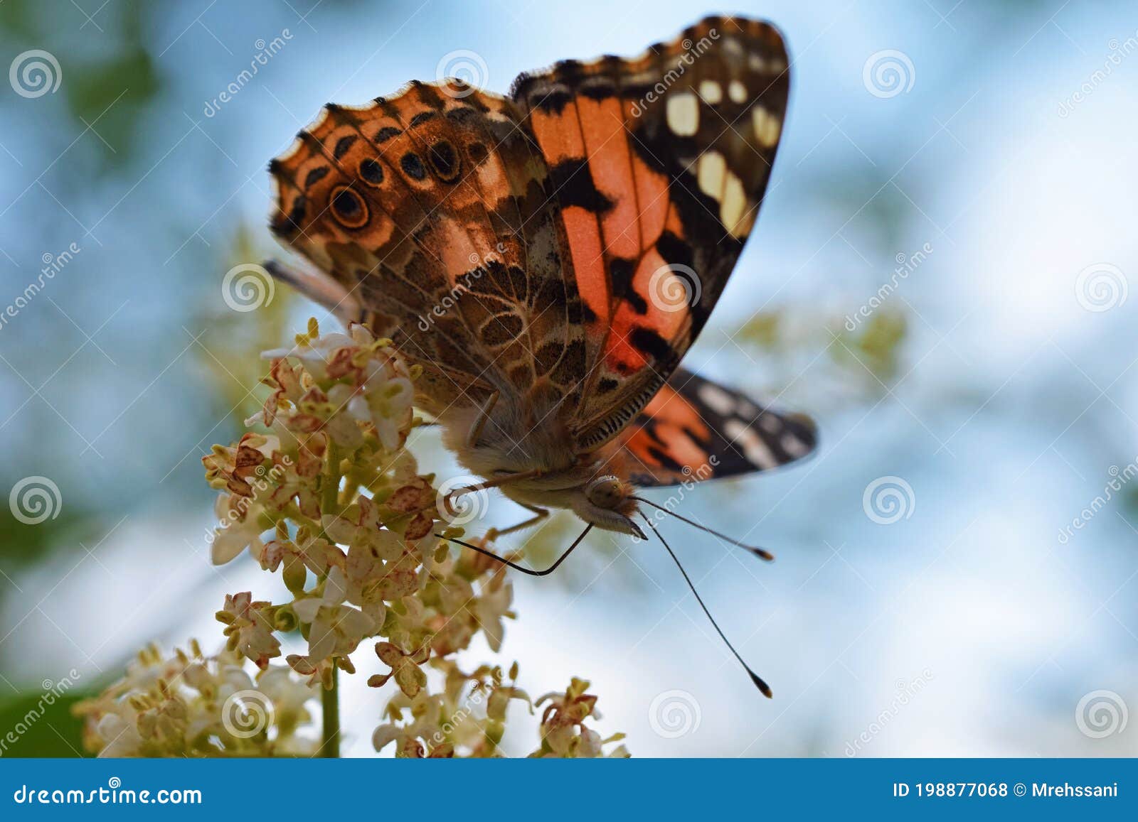 vanessa cardui , the painted lady butterfly nectar suckling on flower , butterflies of iran