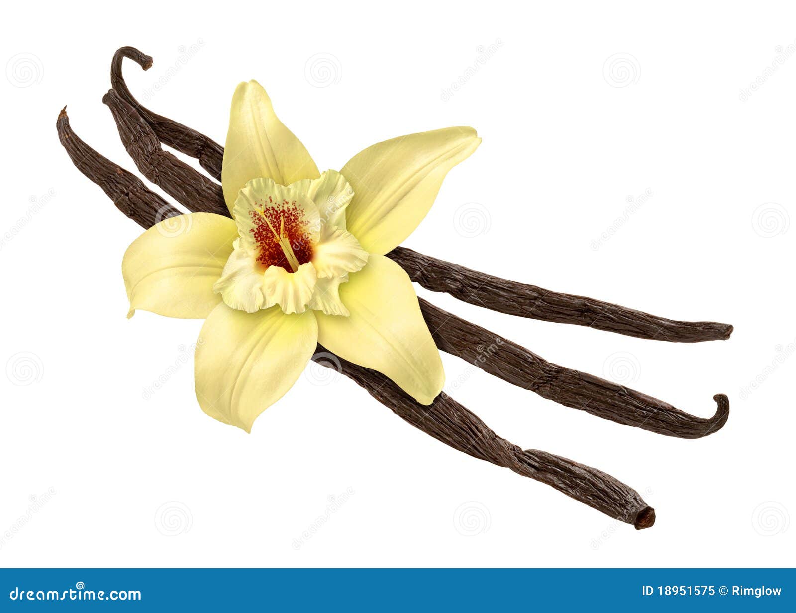 vanilla bean and flower (clipping path)