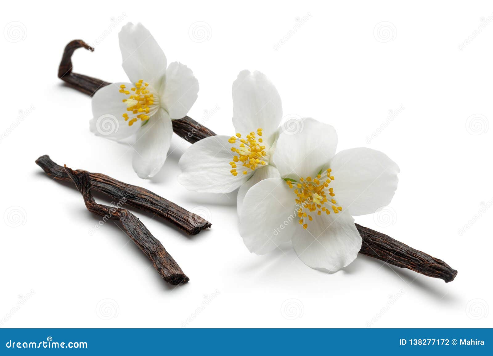 Vanilla Bean With Jasmine Flowers Stock Photo Image Of Closeup Open 138277172