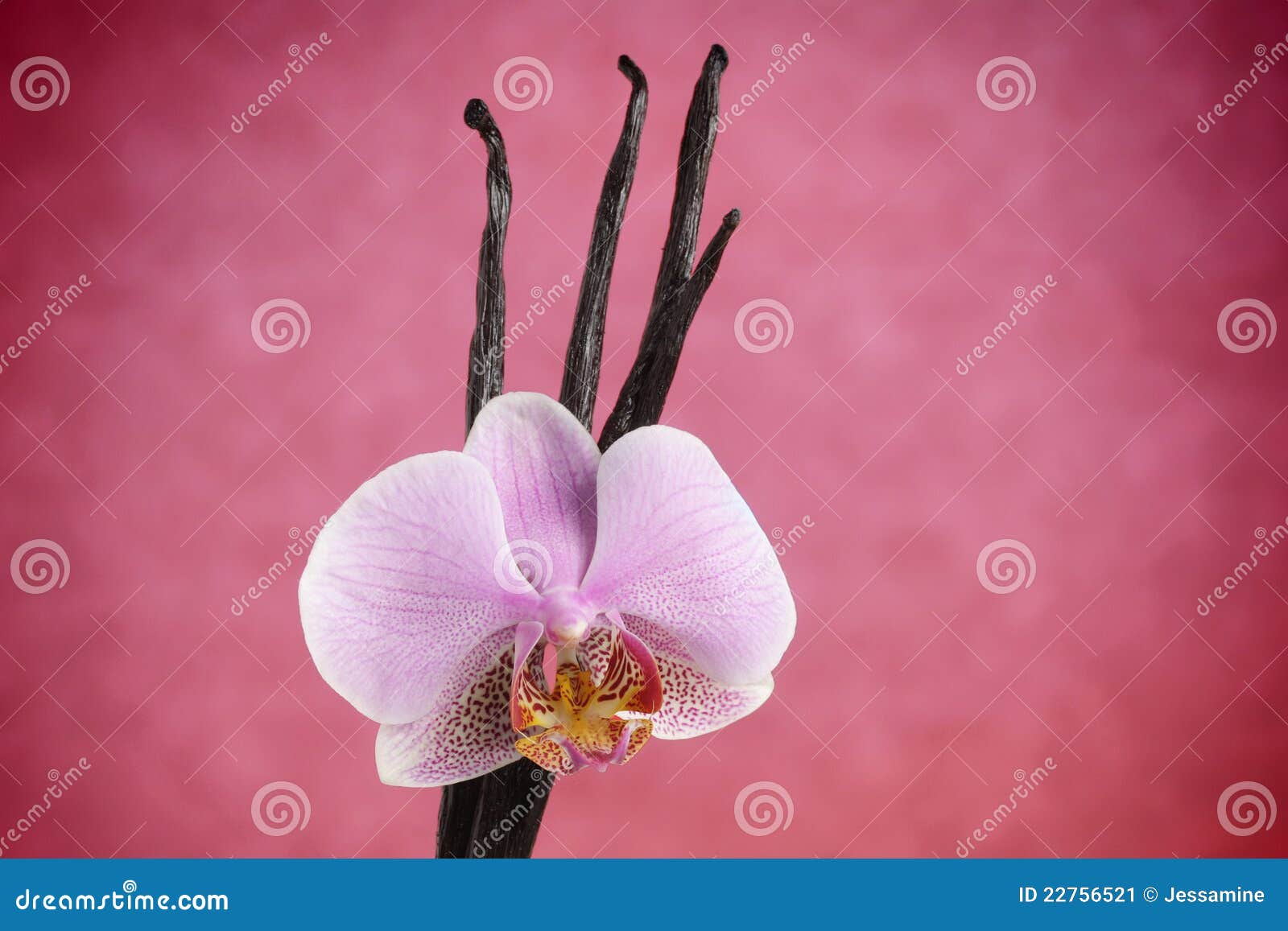 Vanilla Beans and Pink Orchid Flower Stock Image Image of bean