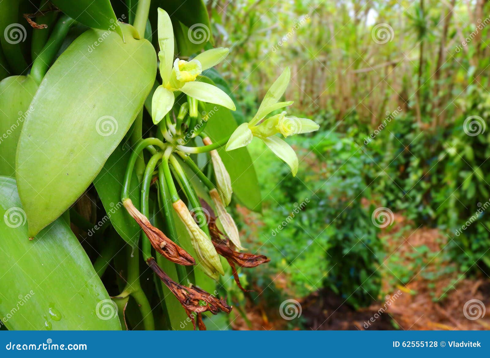 the vanilla flower on plantation.