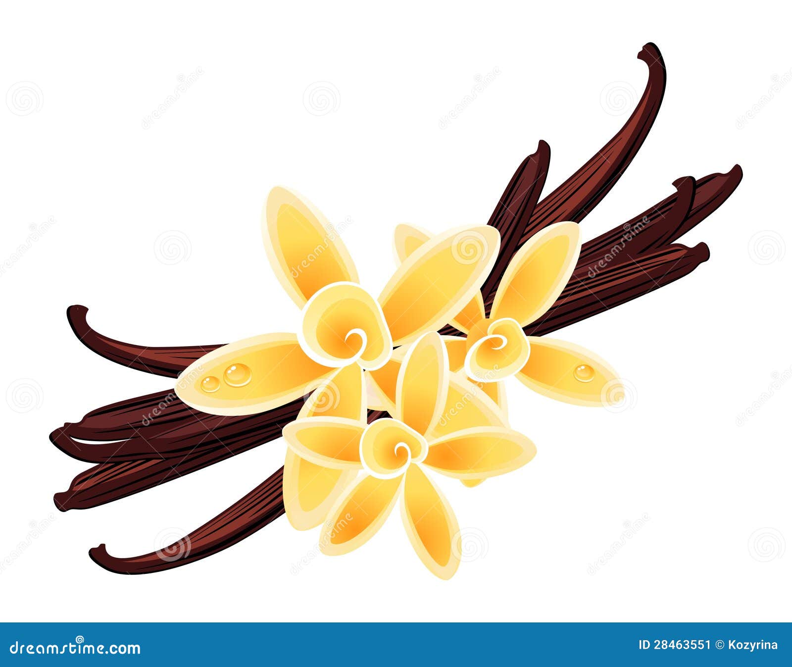 Watercolor vanilla flowers and coconut Royalty Free Vector