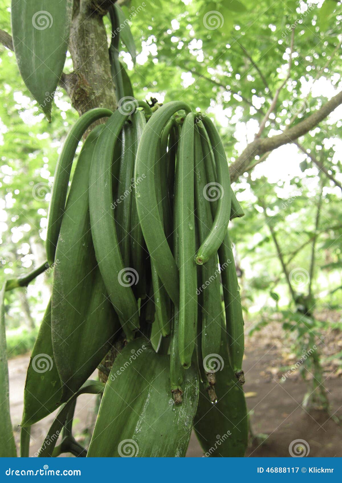 Vanilla Planifolia - Orchidea Vaniglia Rampicante - Acquista Online | Vivai Le Georgiche
