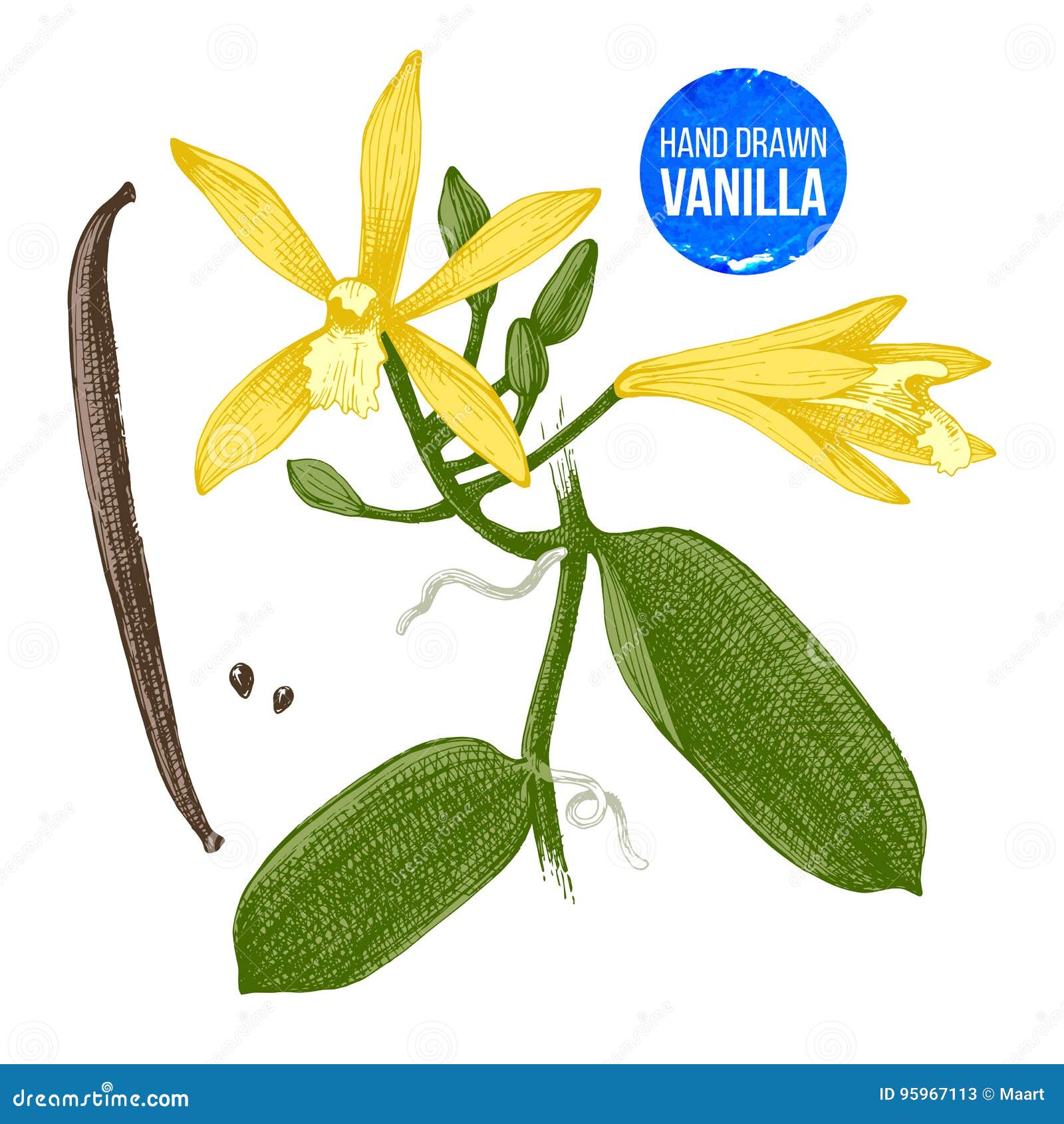 Vanilla Plant Hand Drawn Botanical Illustration Stock Vector Illustration of aromatic, flower