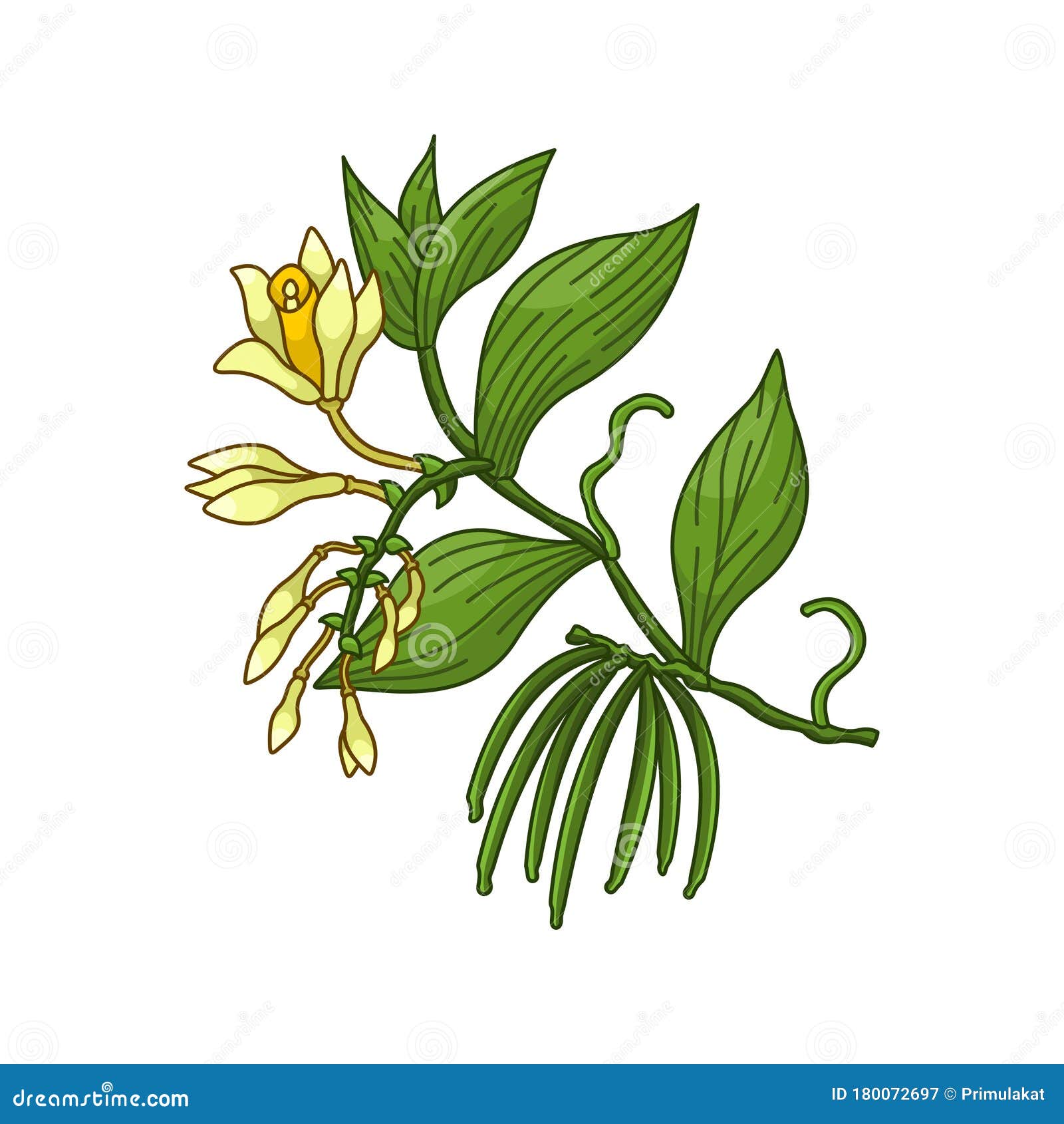 vanilla plant spice  realistic colored botanical 