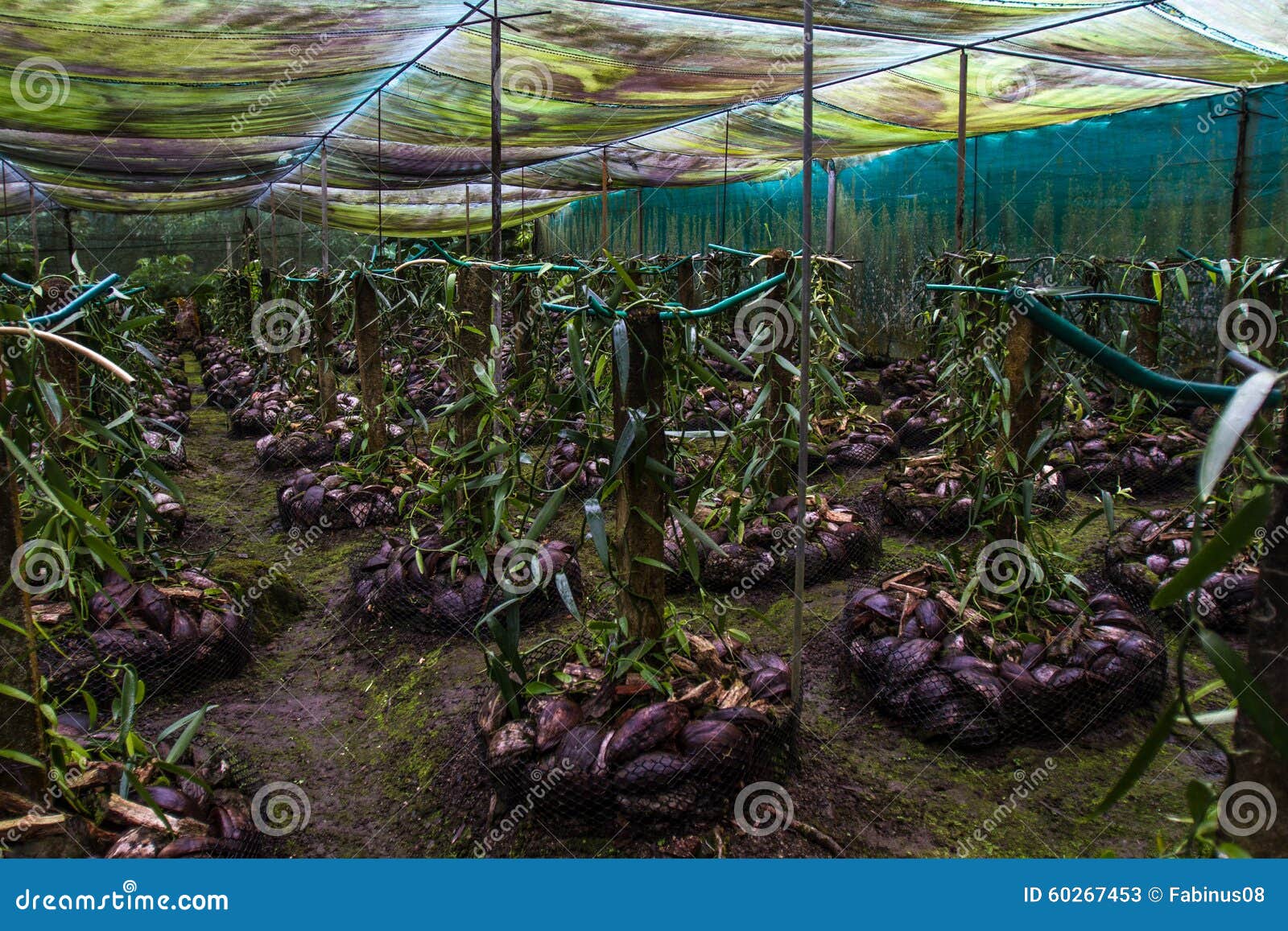 Vanilla plantation stock image. Image of flavoring, planifolia 60267453