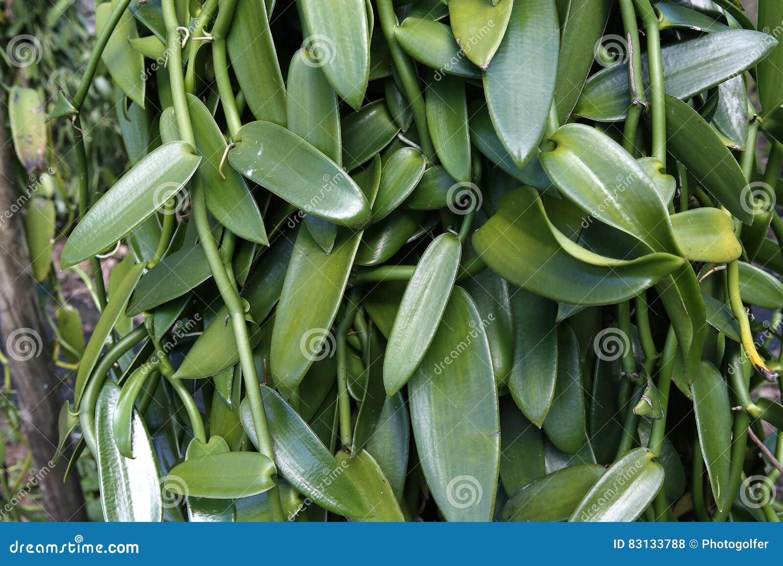 vanilla plants in la reunion island, indian ocean