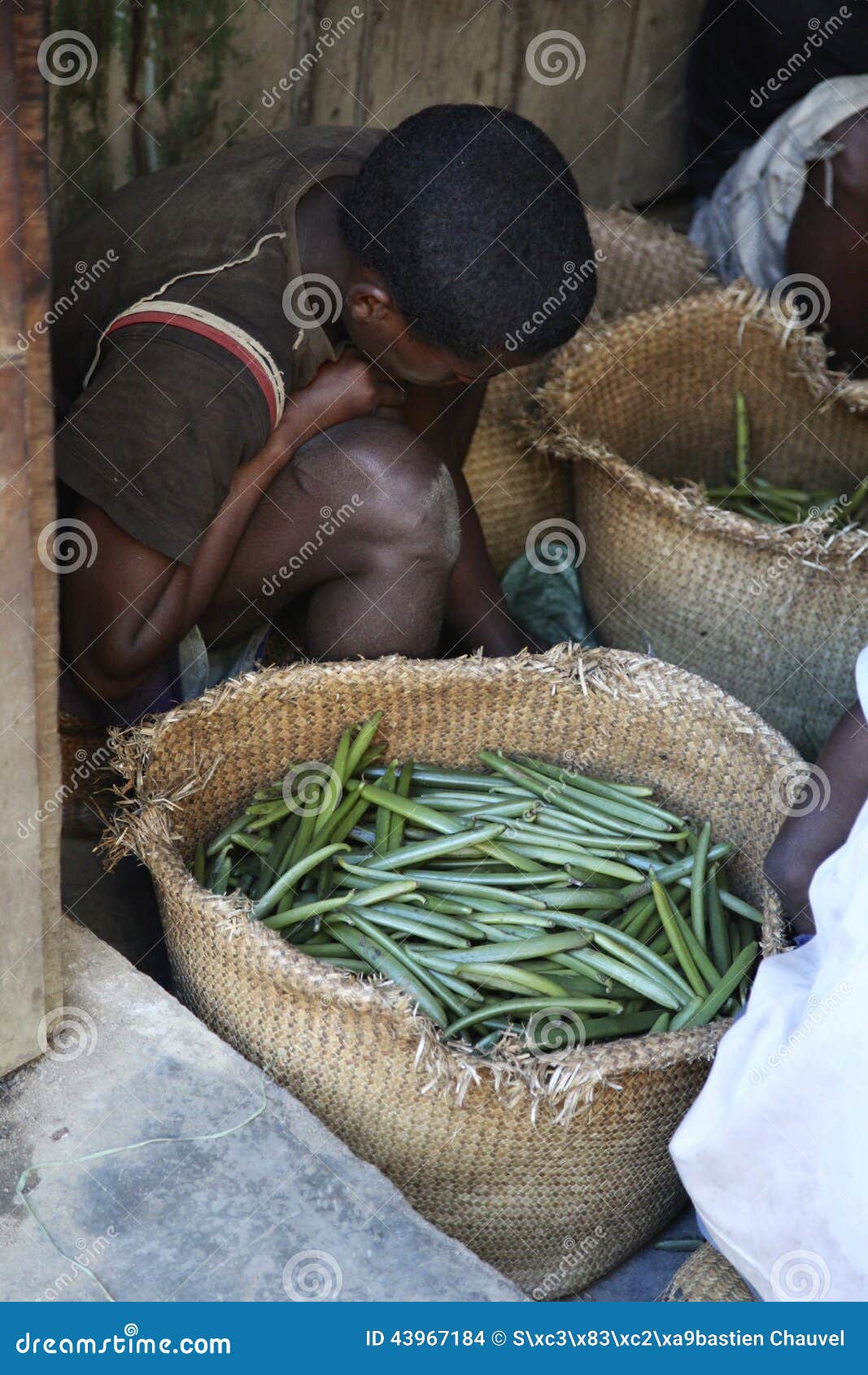Vanilla Selection from Madagascar Editorial Stock Image Image of pods