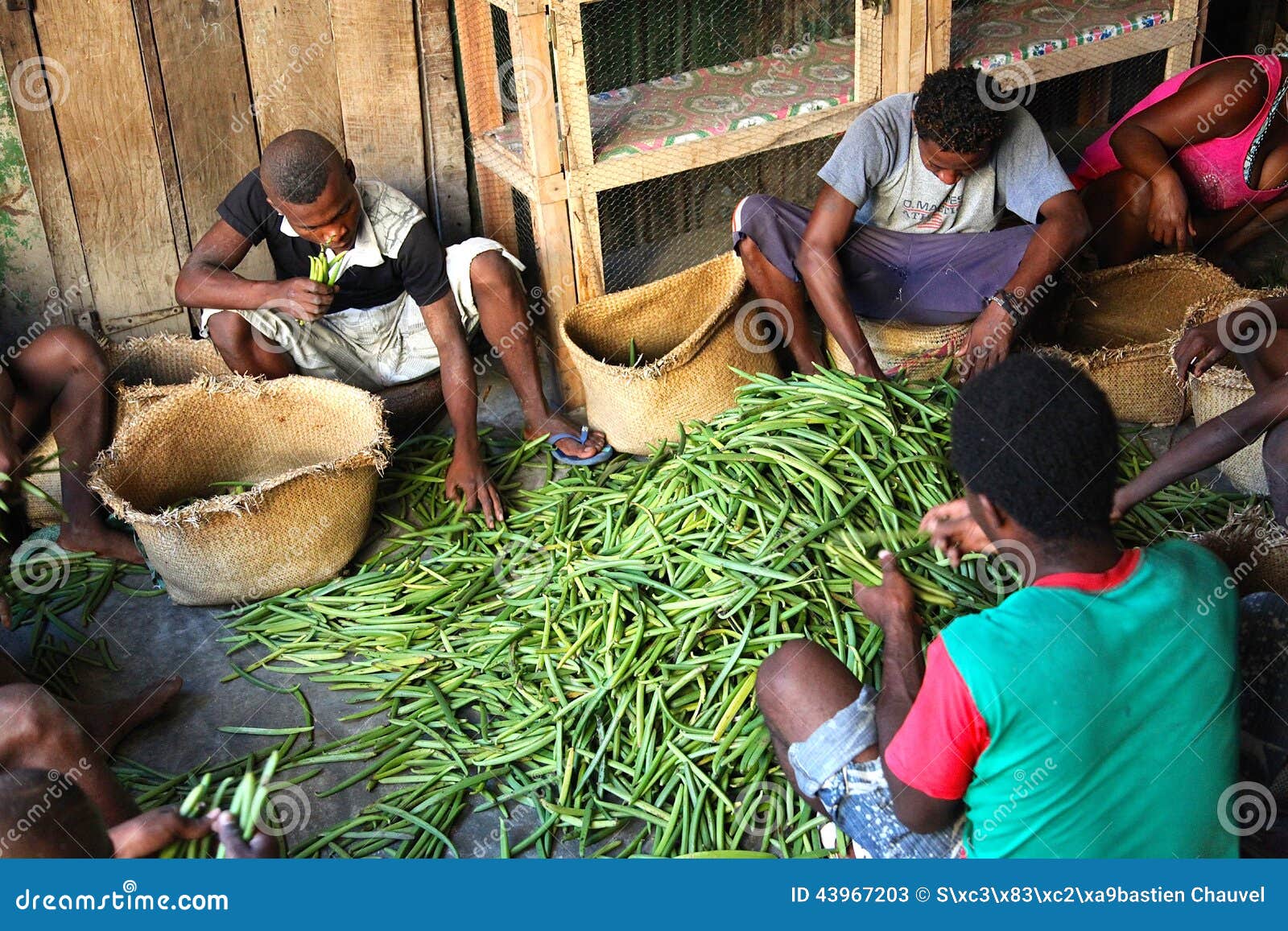 Vanilla Selection from Madagascar Editorial Stock Photo Image of