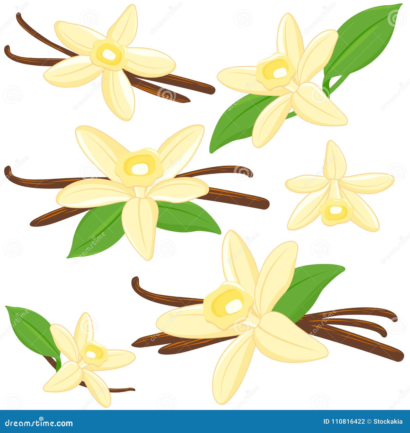 Vanilleblumen und -stöcke