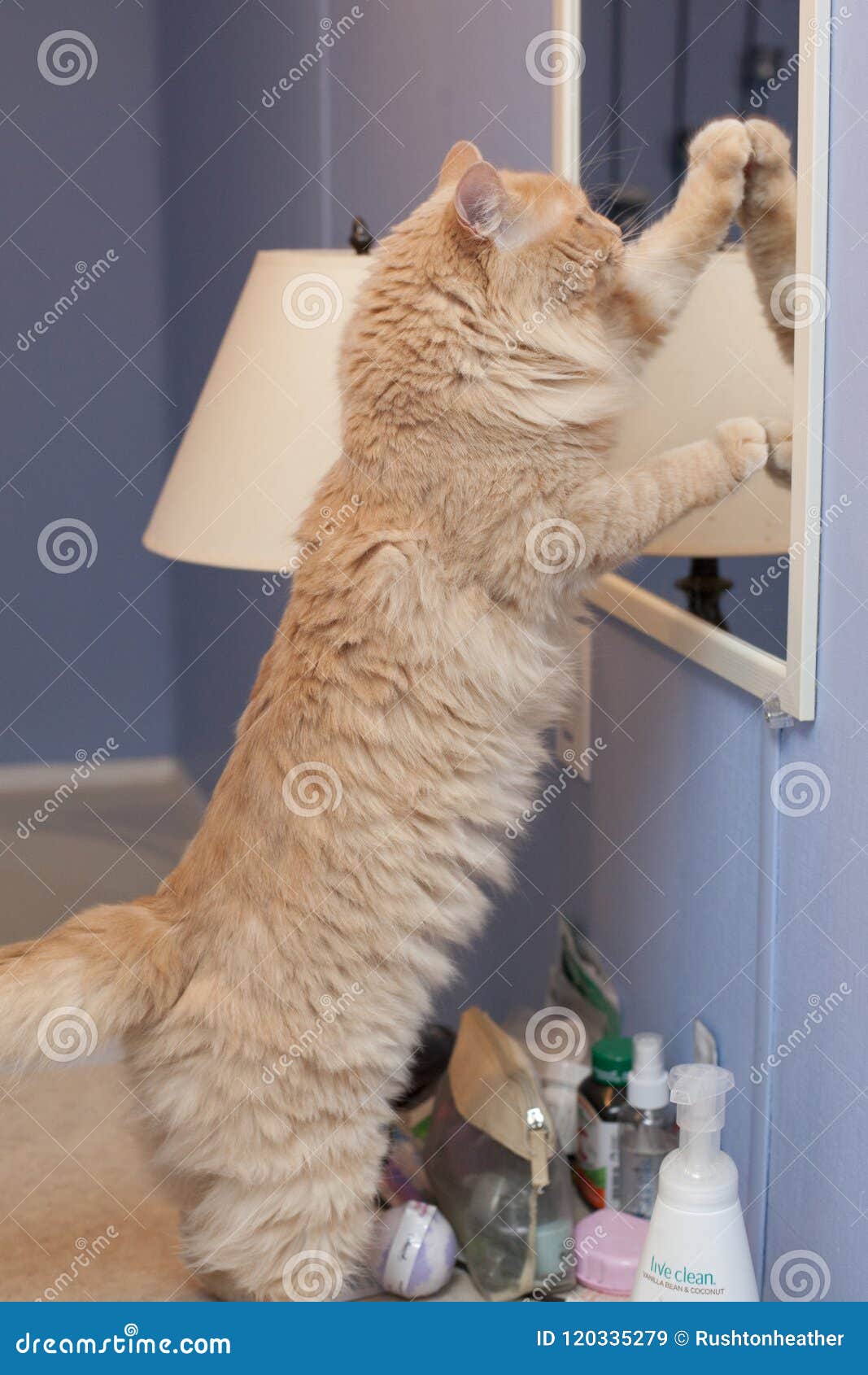vanity is a terrible thing