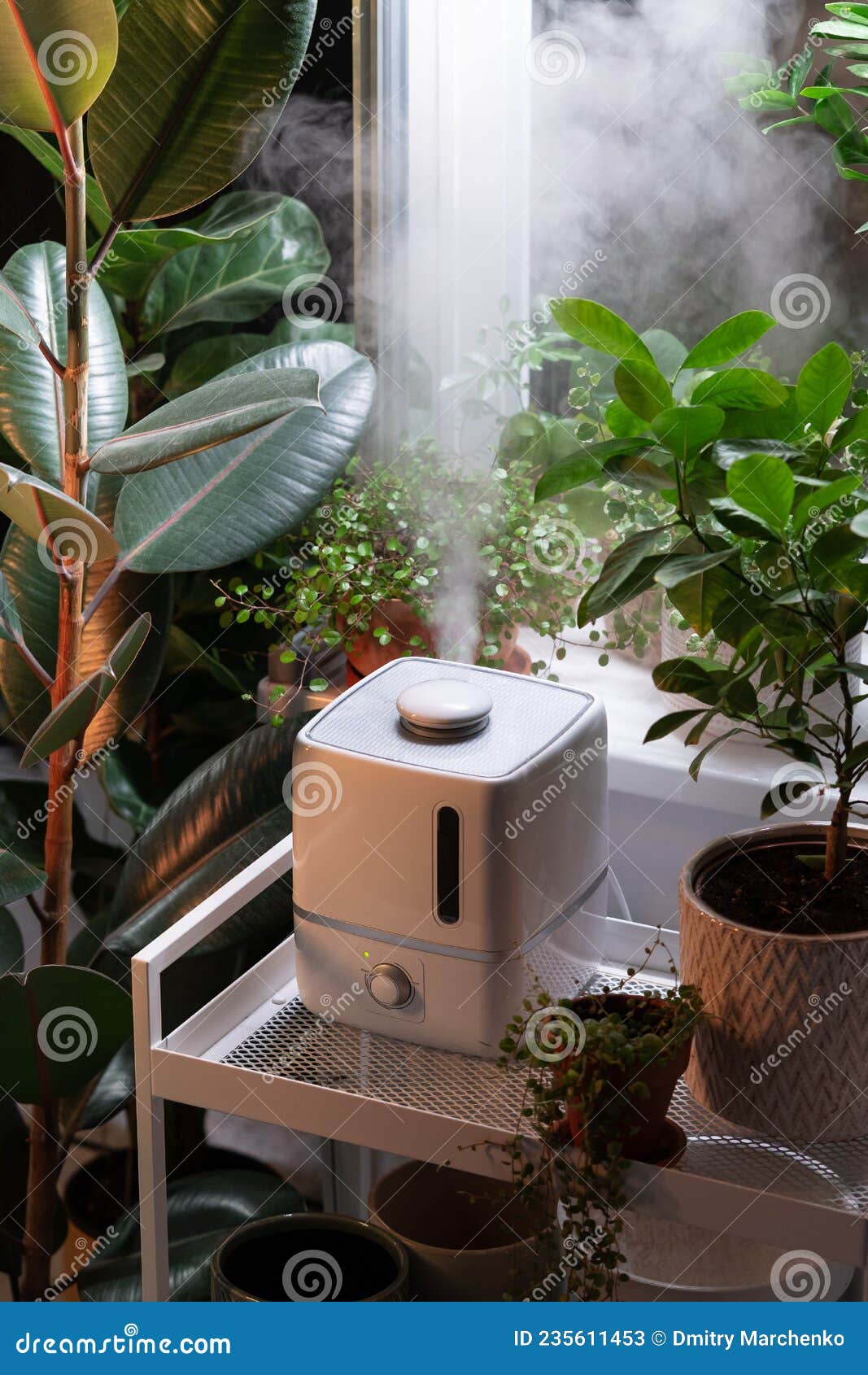 Vapor De Humedad Humidificador Humedad Aire Seco Rodeado De Plantas  Interiores. Cuidado De Plantas En Huertos Domésticos Imagen de archivo -  Imagen de humedezca, ambiente: 235611453