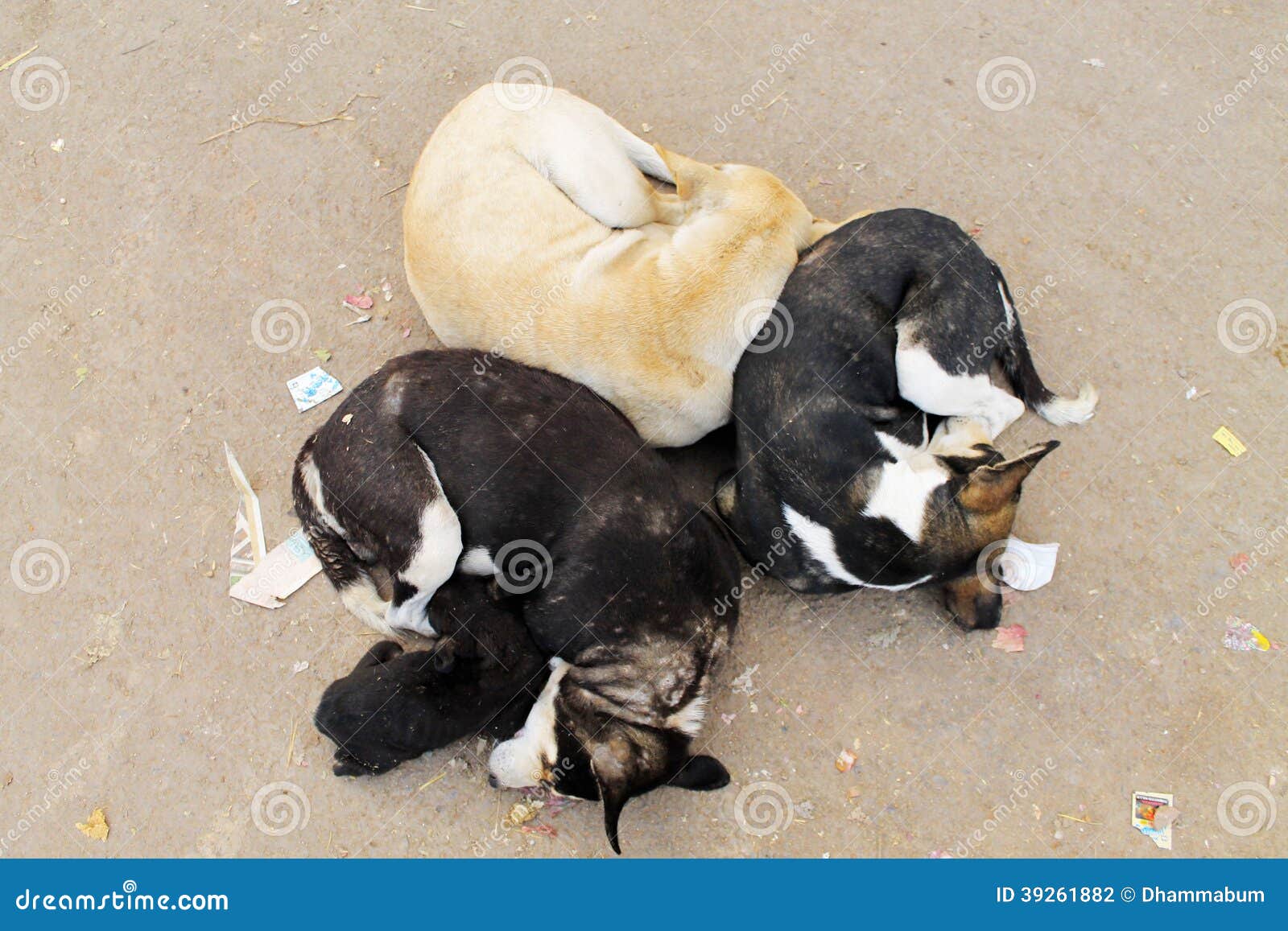 Varanasi sleeping dogs stock photo. Image of india, traditional 39261882