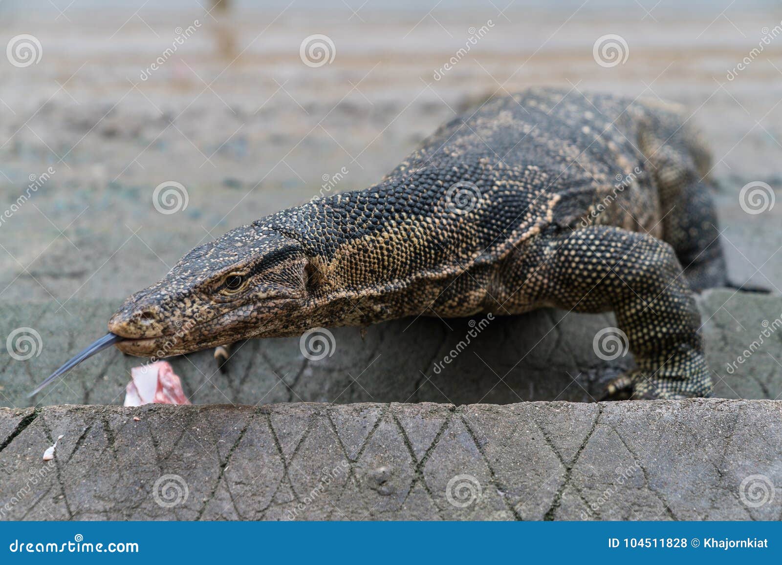 Varanus salvator stockfoto. Bild von grausam, asien 104511828