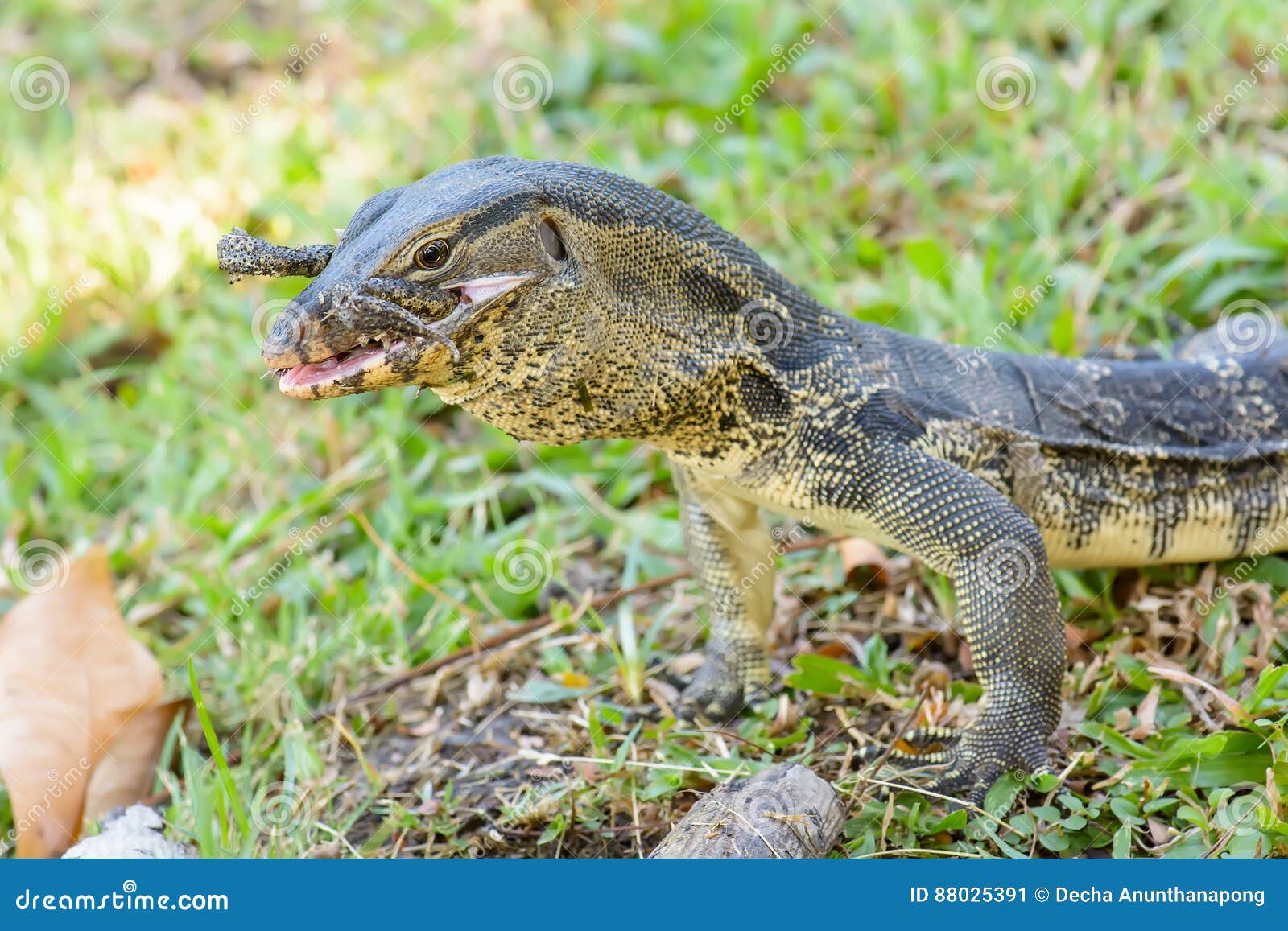 Varanus Salvator Eating Frog Stock Image Image of head, lizard 88025391