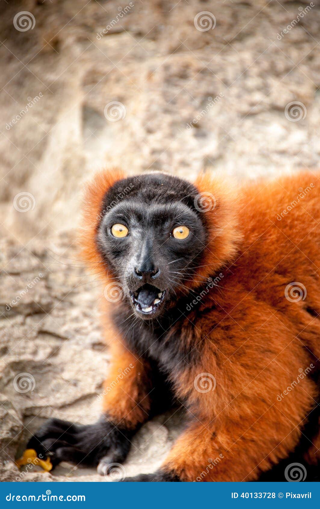 Vareciarubra stockfoto. Bild von madagaskar, wildnis 40133728