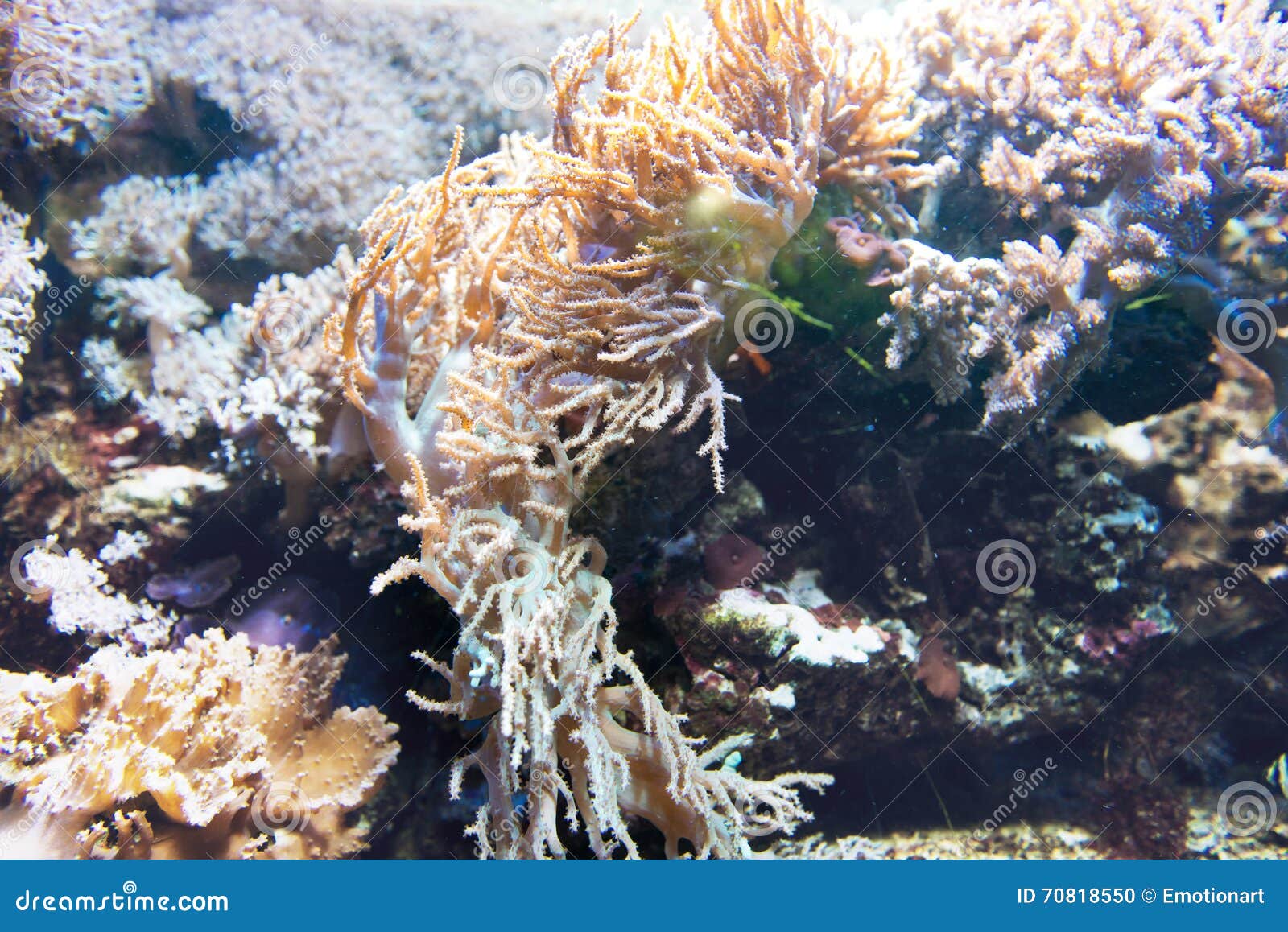 Anemone, Acquario Acquario In Silicone Decorazioni