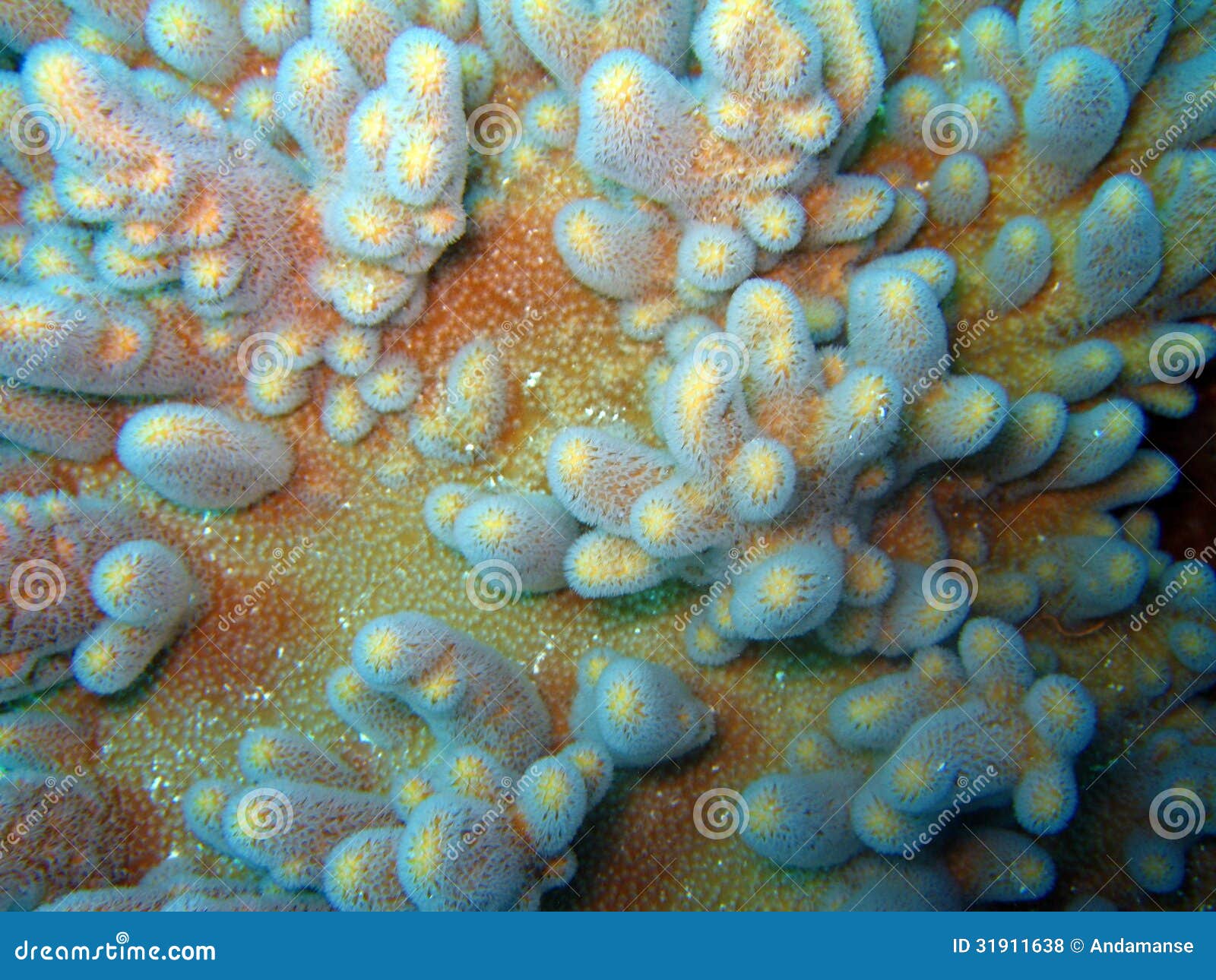 variable finger coral