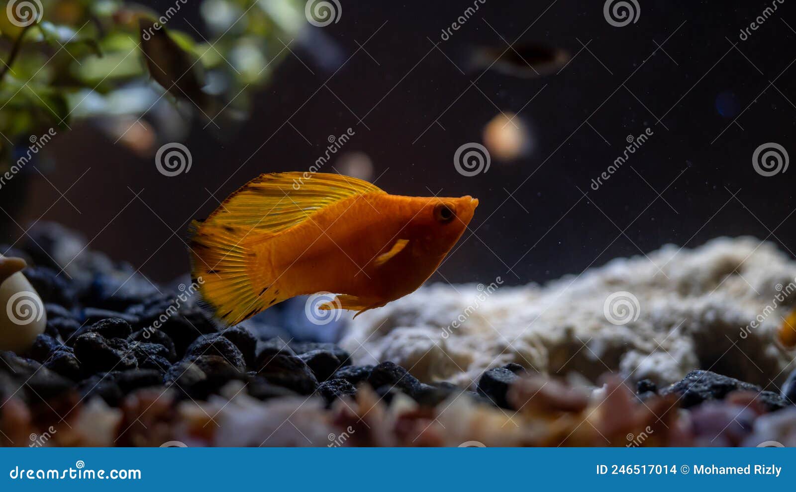 platy fish in dark background, freshwater aquarium