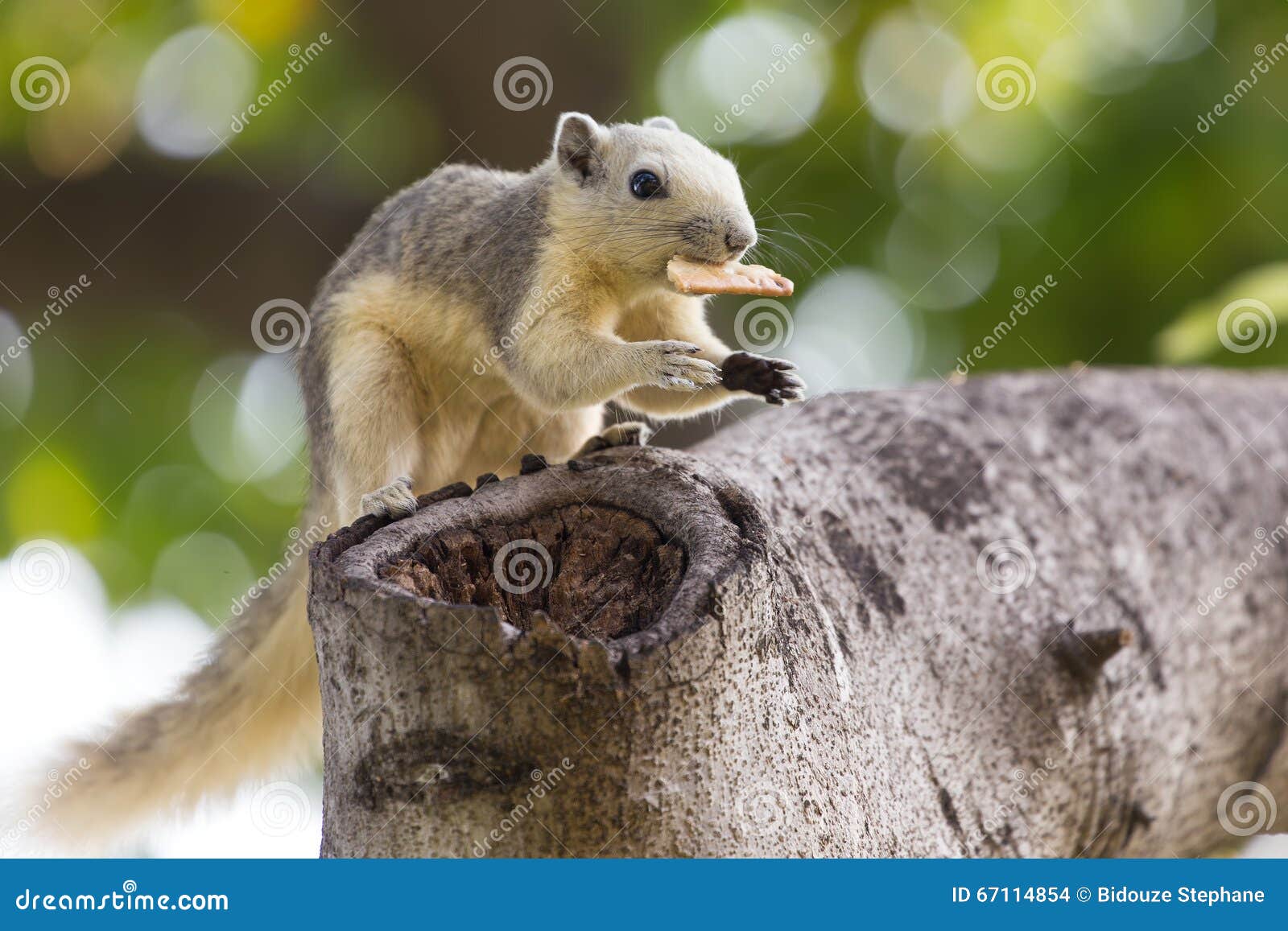 variable squirrel