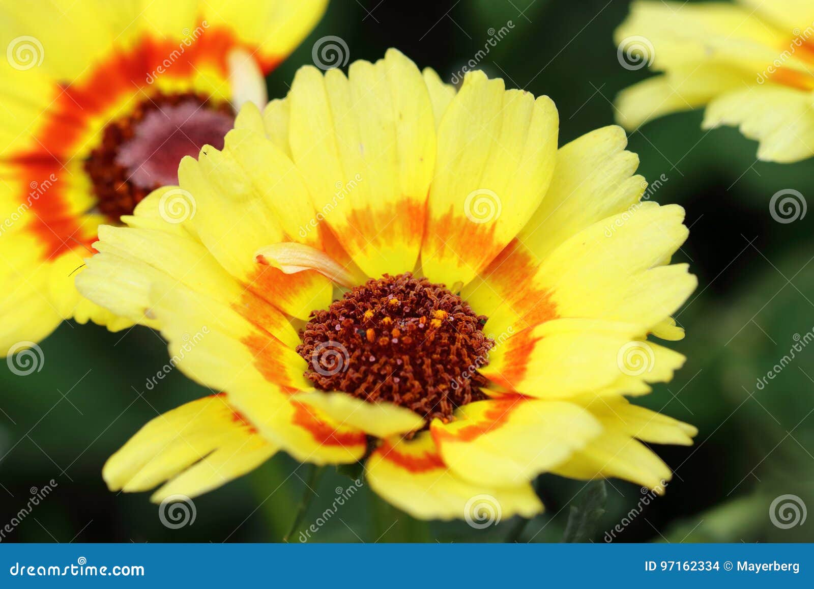 Featured image of post Crisantemo Carinatum Crisantemo blanco parece estar cambiando de color la flor a violeta