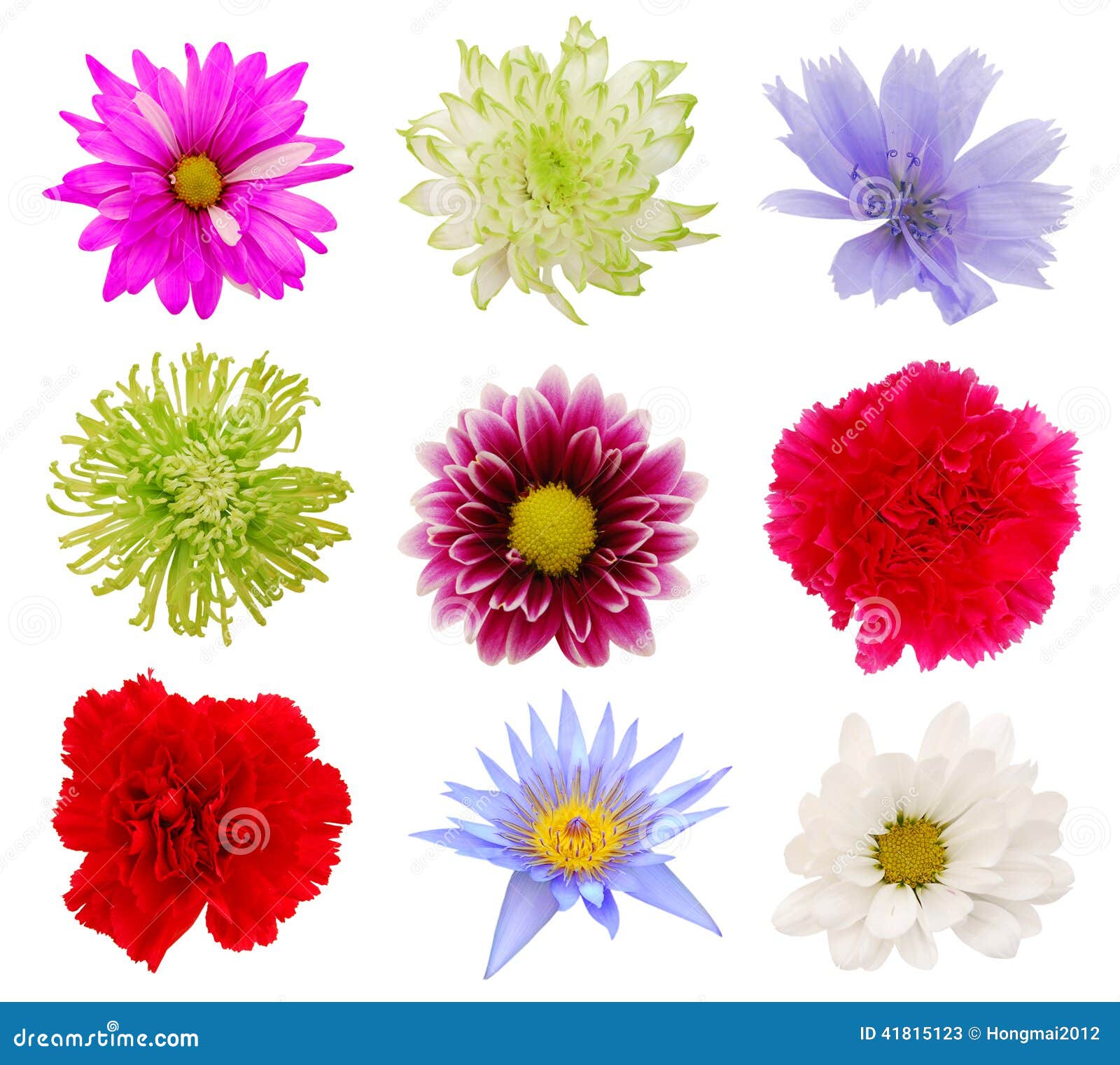 Varias flores coloridas imagen de archivo. Imagen de color - 41815123 Varias flores coloridas imagen de archivo. Imagen de color - 41815123