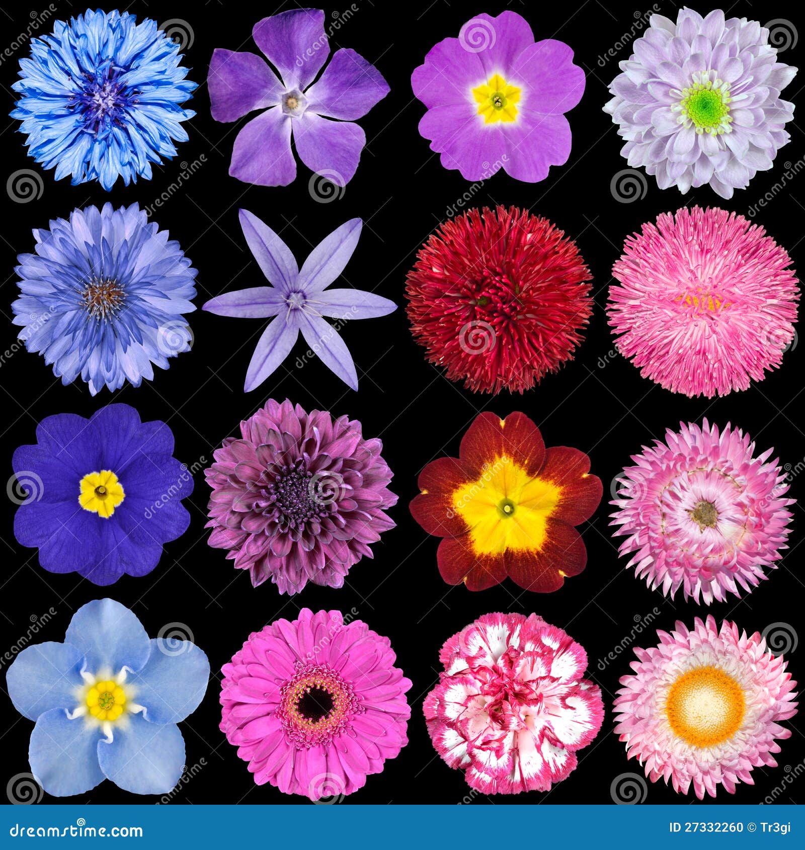 Varias Flores Rojas, Rosadas, Azules Y Púrpuras Foto de archivo - Imagen de girasol, fresa: 27332260 Varias Flores Rojas, Rosadas, Azules Y Púrpuras Foto de archivo - Imagen de girasol, fresa: 27332260