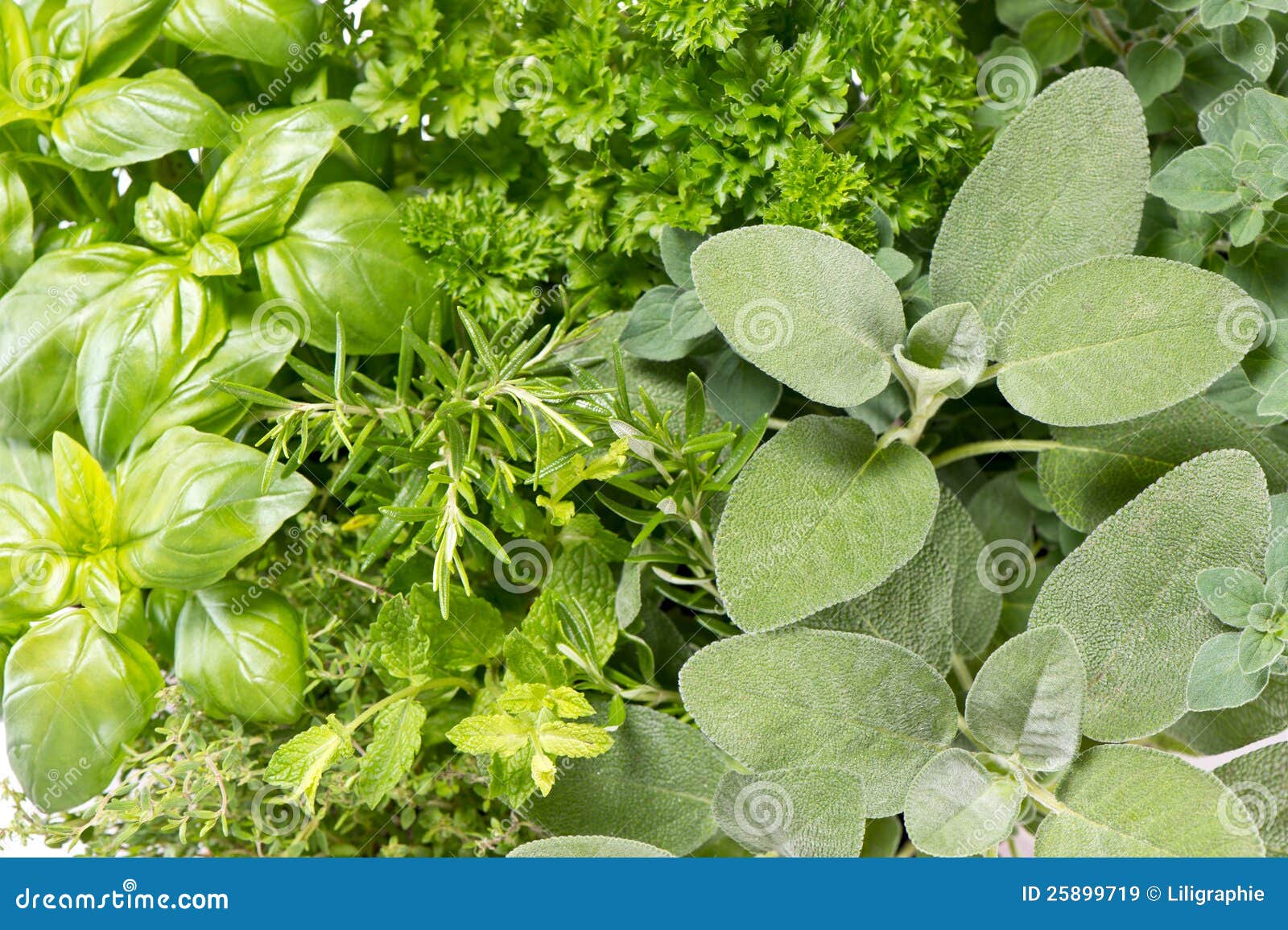 Variation of Fresh Mediterranean Herbs Stock Image Image of aromatic