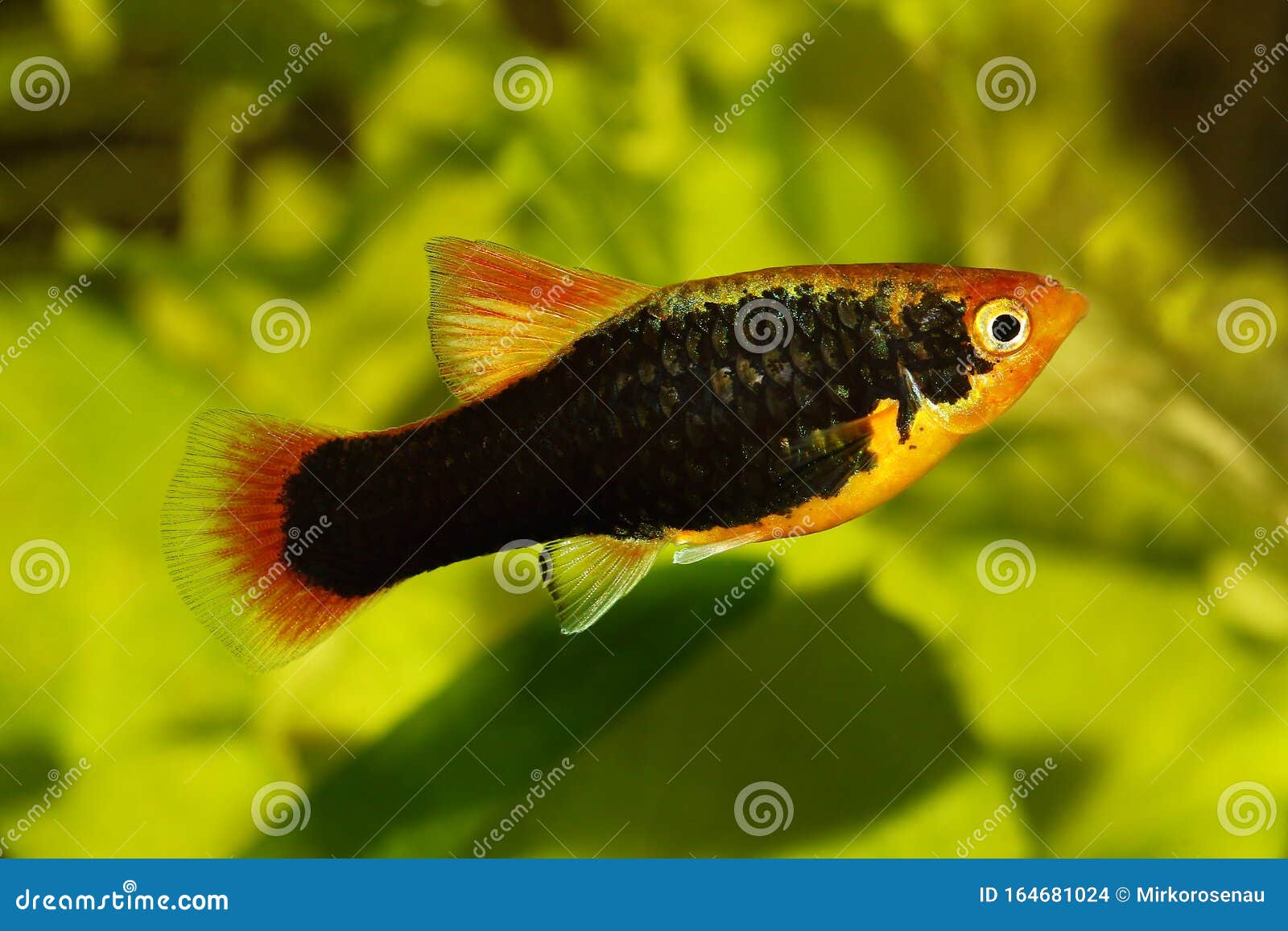 variatus platy platy male xiphophorus maculatus tropical aquarium fish