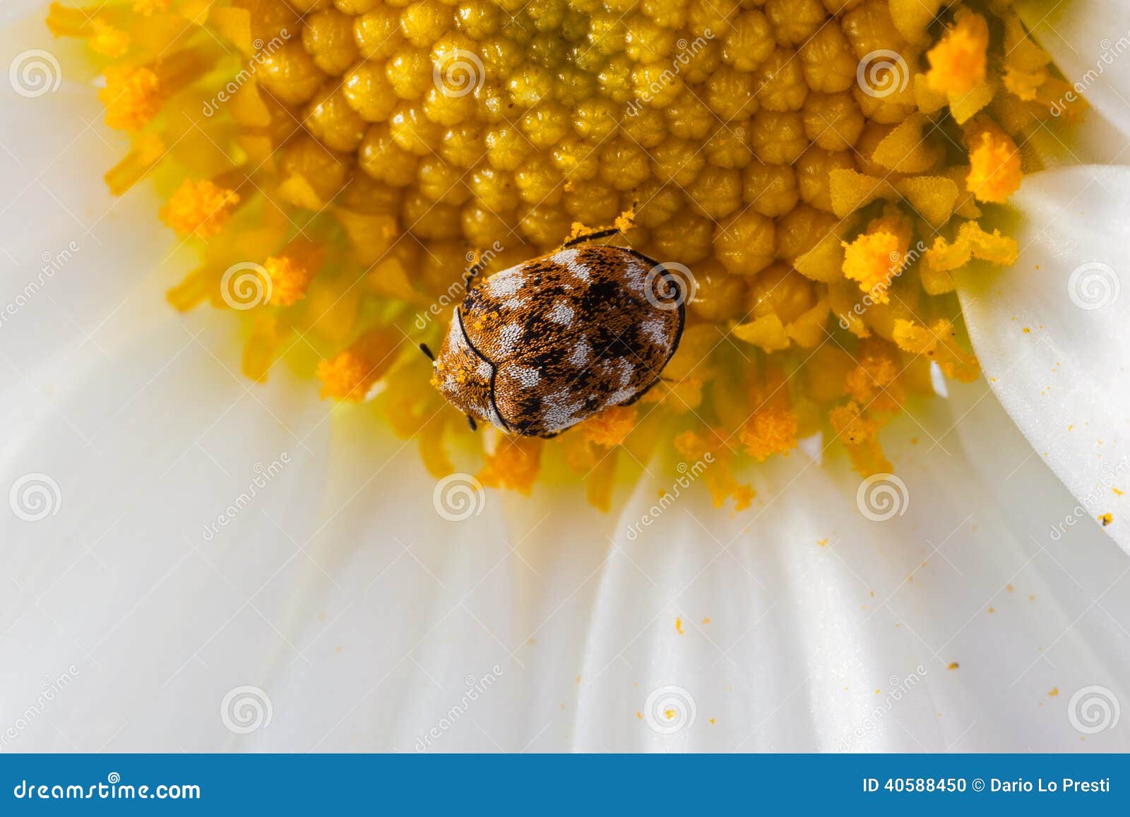 varied carpet beetle on a daisy