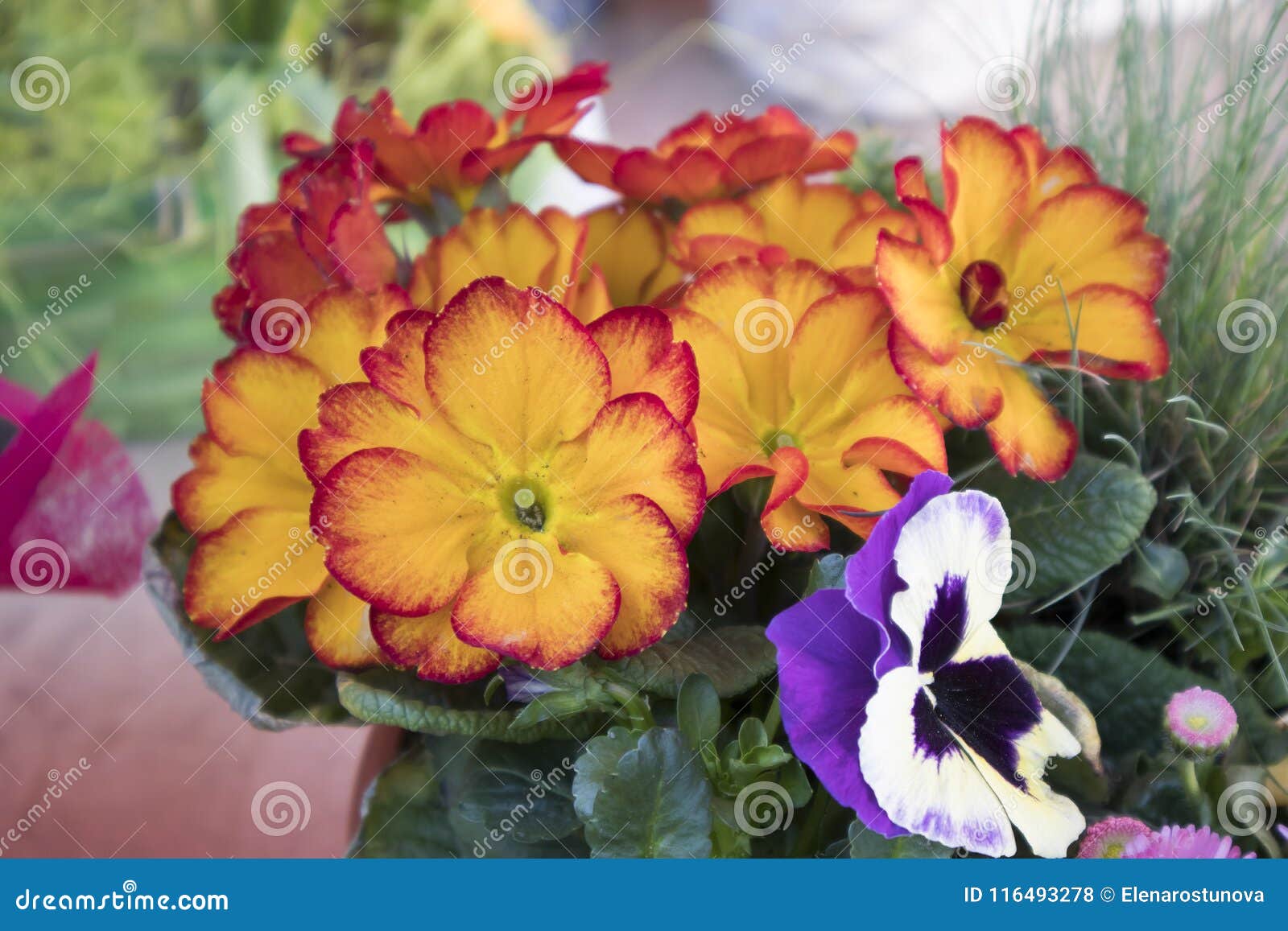 Varied Primrose in Pots on the Counter for Sale Stock Photo Image of