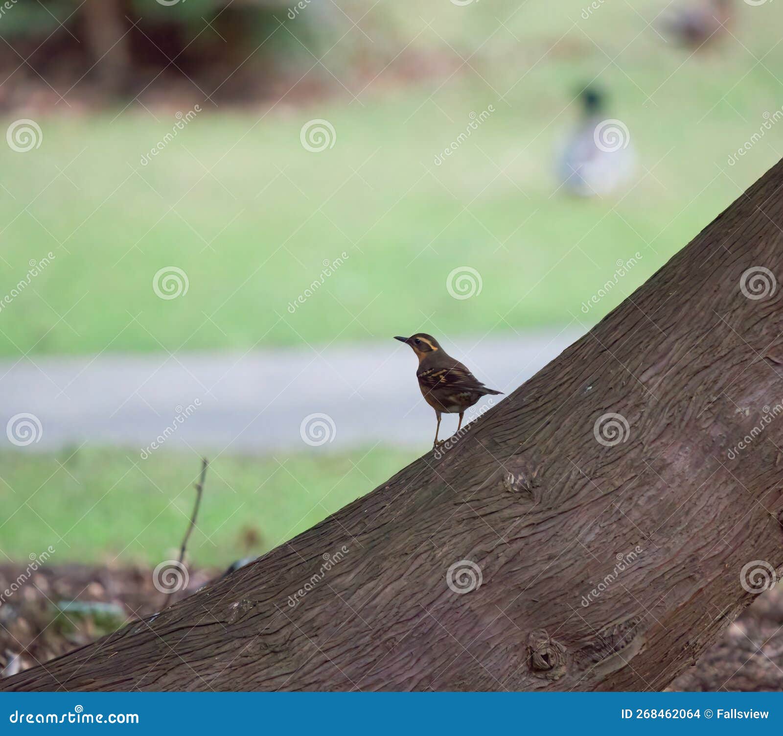 Varied Thrush Resting on Tree Branch Stock Photo - Image of haunting