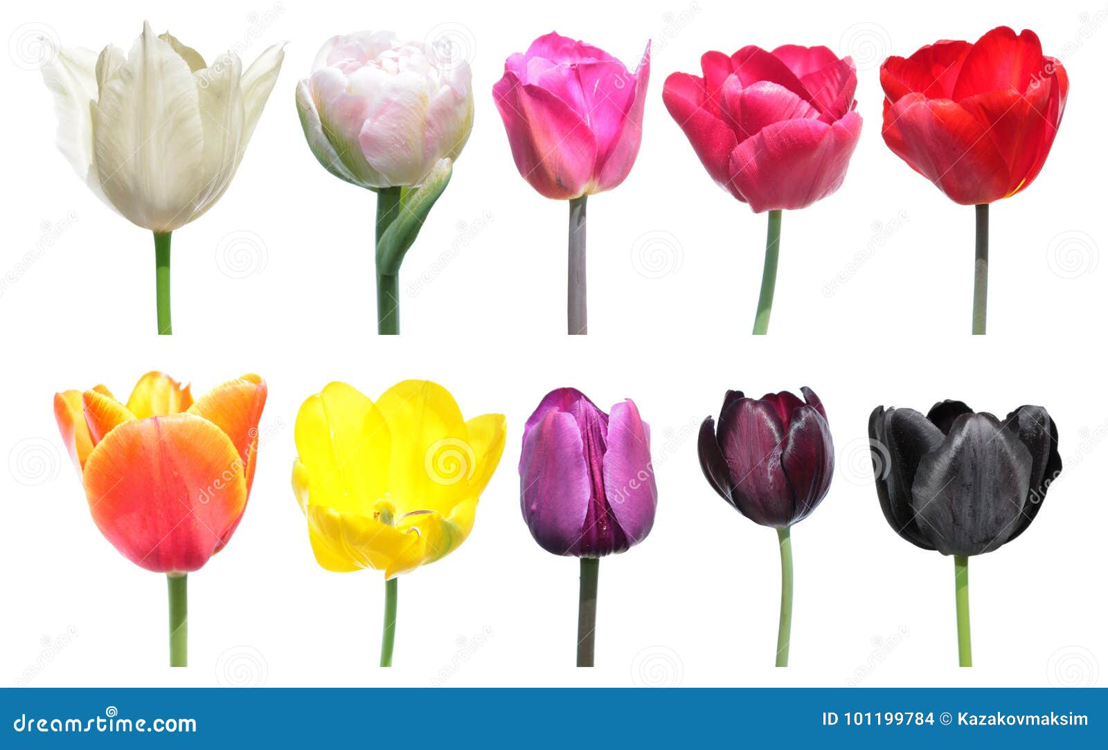 Variedad De Colores De Las Flores Del Tulipán La Paleta De Colores Es Un  Ejemplo Del Cambio Del Color En Flores Del Tulipán Foto de archivo - Imagen  de diferente, conceptual: 101199784