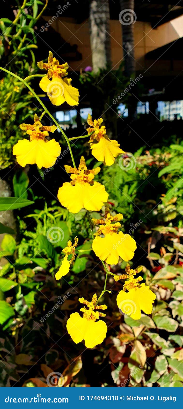 Variedad De Orquídea Filipina Amarilla Bañada Por El Sol Foto de archivo -  Imagen de amarillo, interior: 174694318