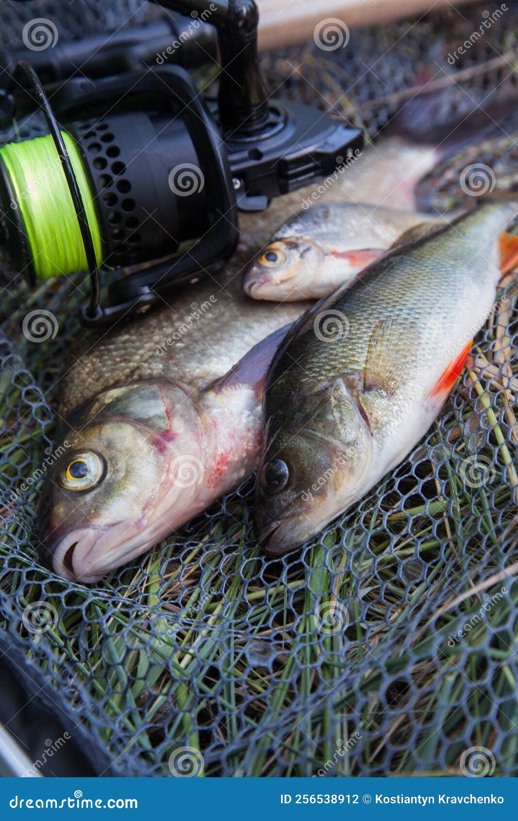 Variedad De Tipos De Pescado Agua Dulce Besugo Común Perca Común O Perca  Europea Besugo Blanco O Dorada De Plata Y Vara De Pesca C Foto de archivo -  Imagen de cierre