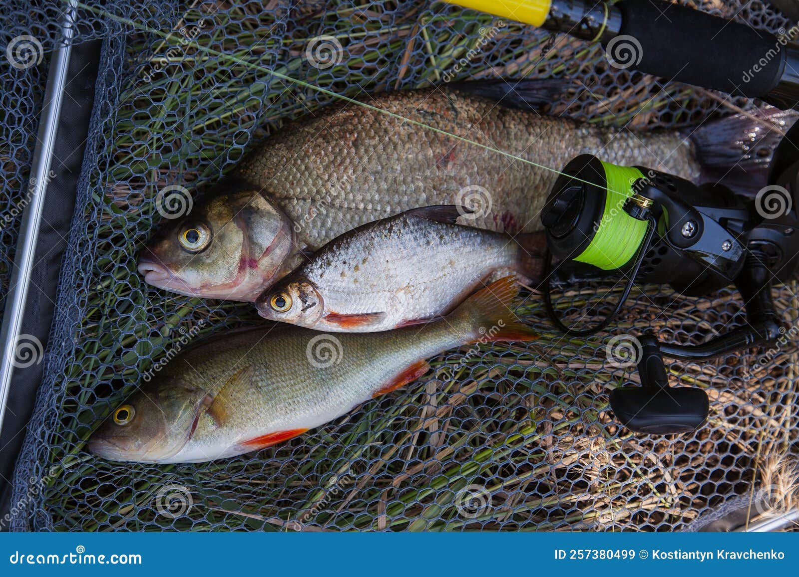 Variedad De Tipos De Pescado Agua Dulce Besugo Común Perca Común O Perca  Europea Besugo Blanco O Dorada De Plata Y Vara De Pesca C Imagen de archivo  - Imagen de plata