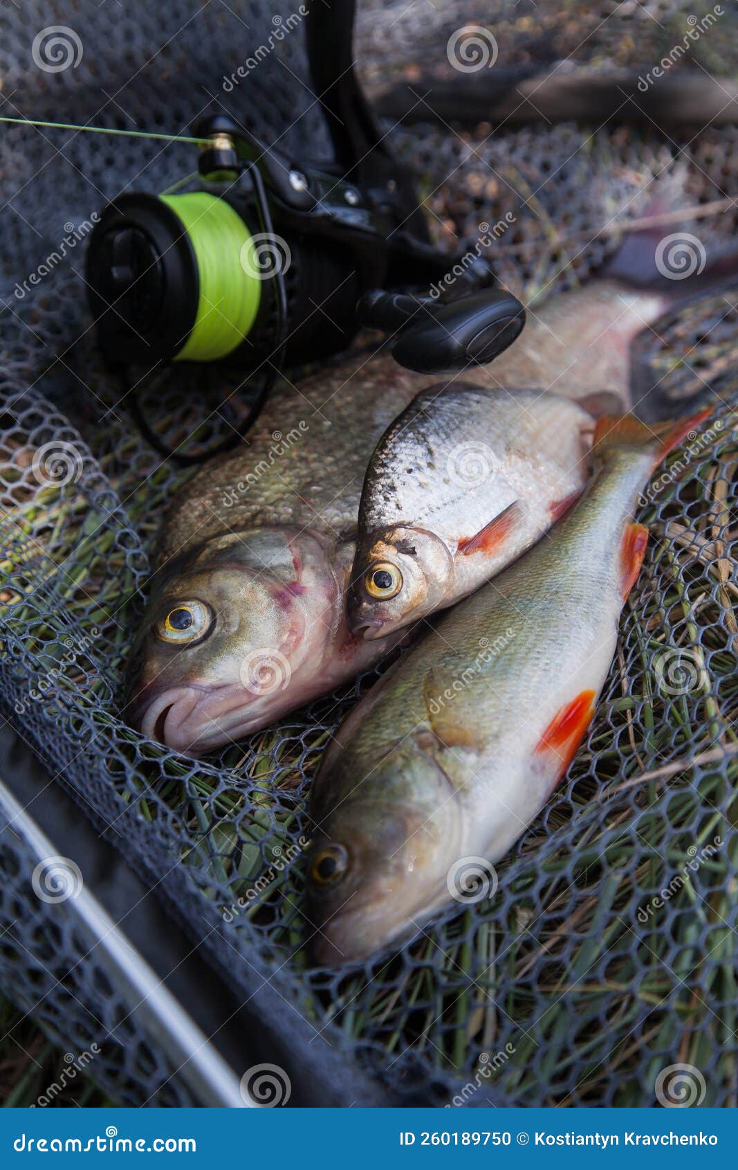 Variedad De Tipos De Pescado Agua Dulce Besugo Común Perca Común O