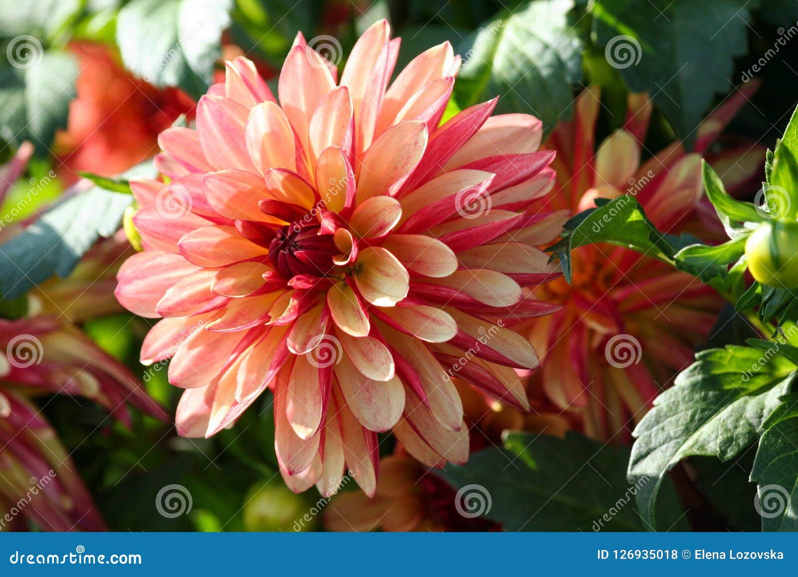 Variedade Da Dália Louca Dos Pés Do Crisântemo, Uma Flor No Close-up, Um  Grande Flowe Alaranjado-vermelho-cor-de-rosa Foto de Stock - Imagem de  beleza, alaranjado: 126935018