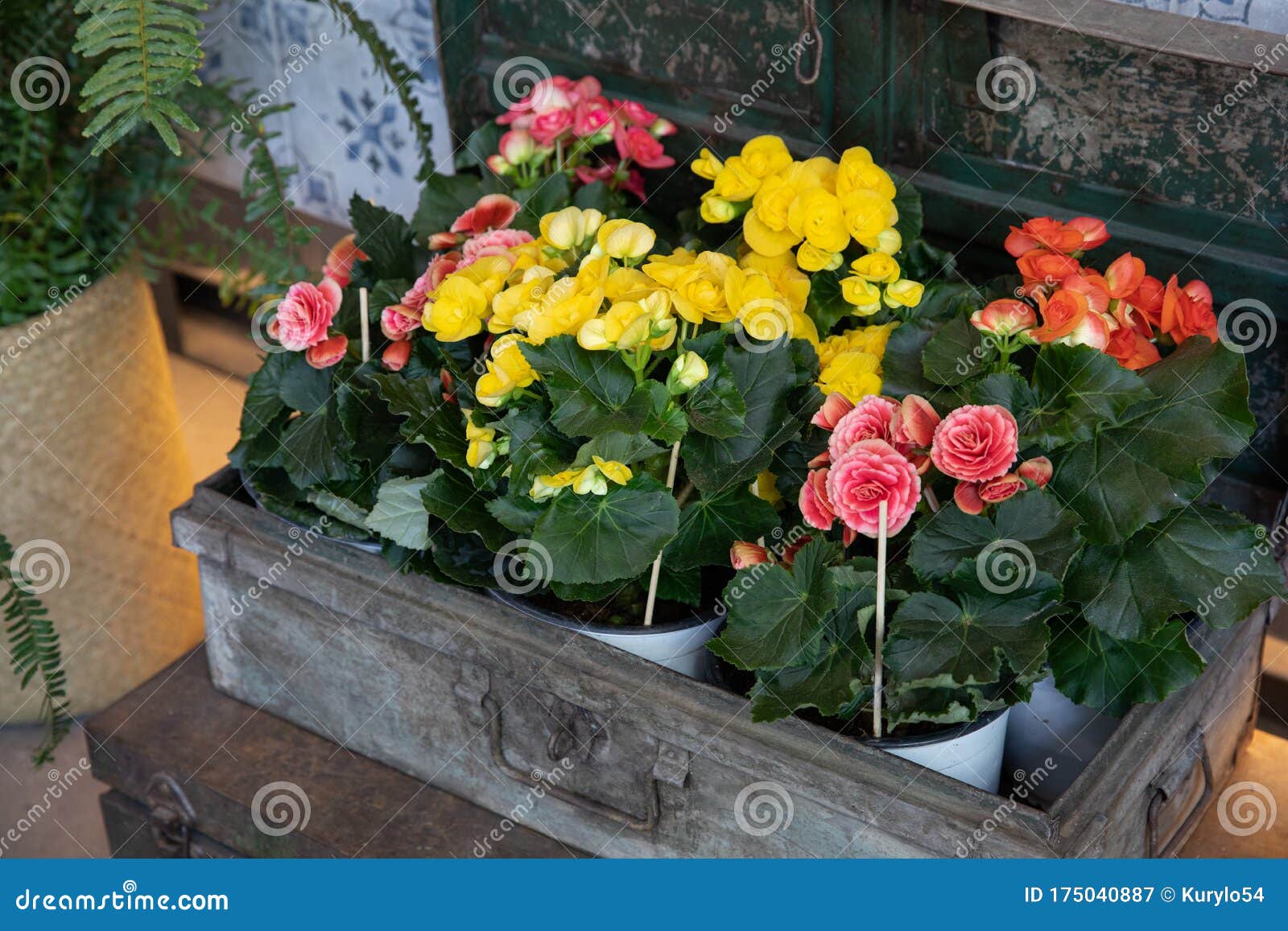 Variedade De Plantas Brilhantes Com Flores De Begônia Da Família  Begoniaceae Na Oficina De Jardinagem Na Primavera Imagem de Stock - Imagem de  flor, vaso: 175040887
