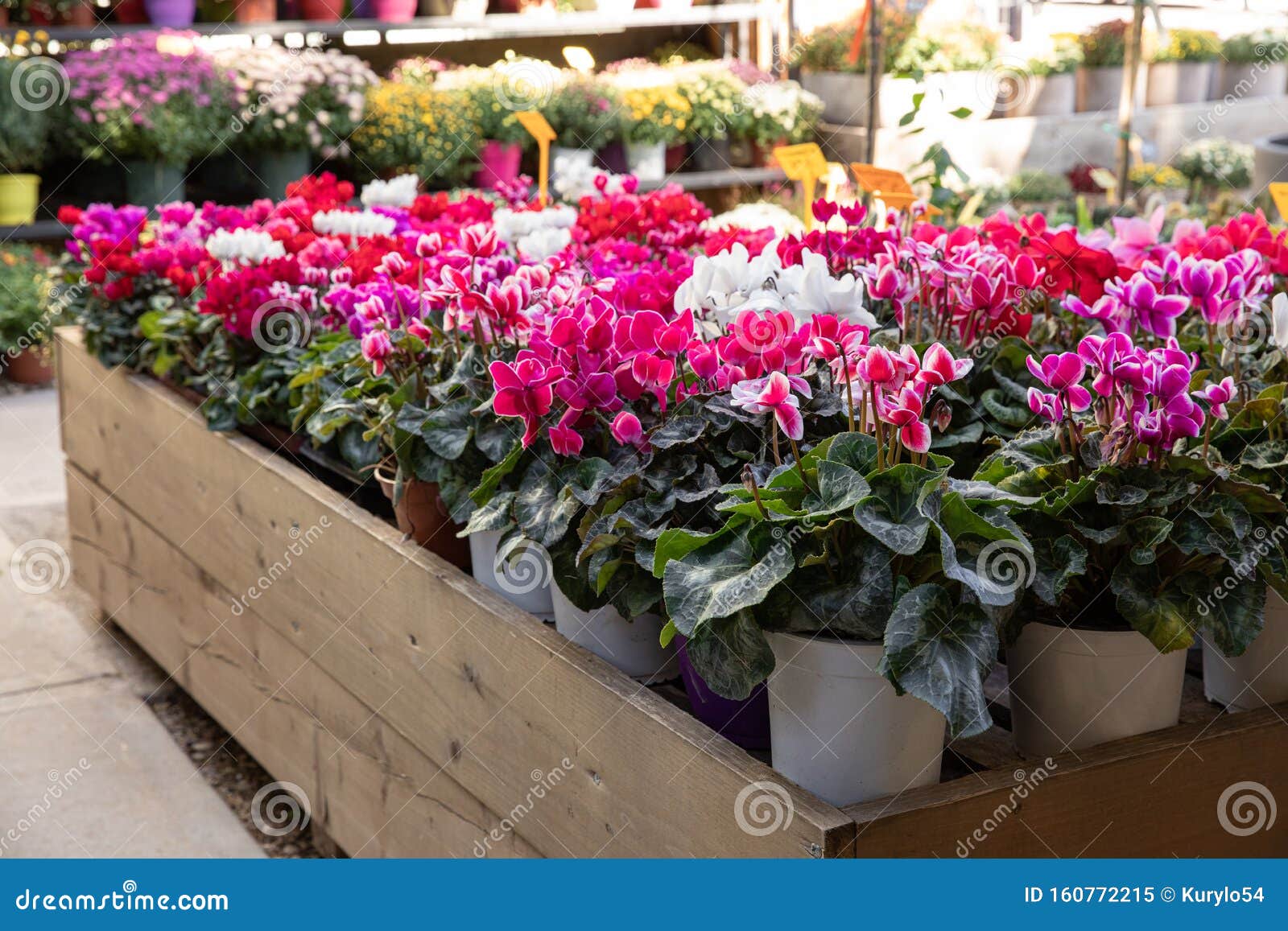 Variedade De Plantas Peçonheiras De Ciclamas Em Cores Vermelha, Rosa, Branca  Na Oficina De Jardins Gregos Em Outubro Imagem de Stock - Imagem de planta,  naughty: 160772215