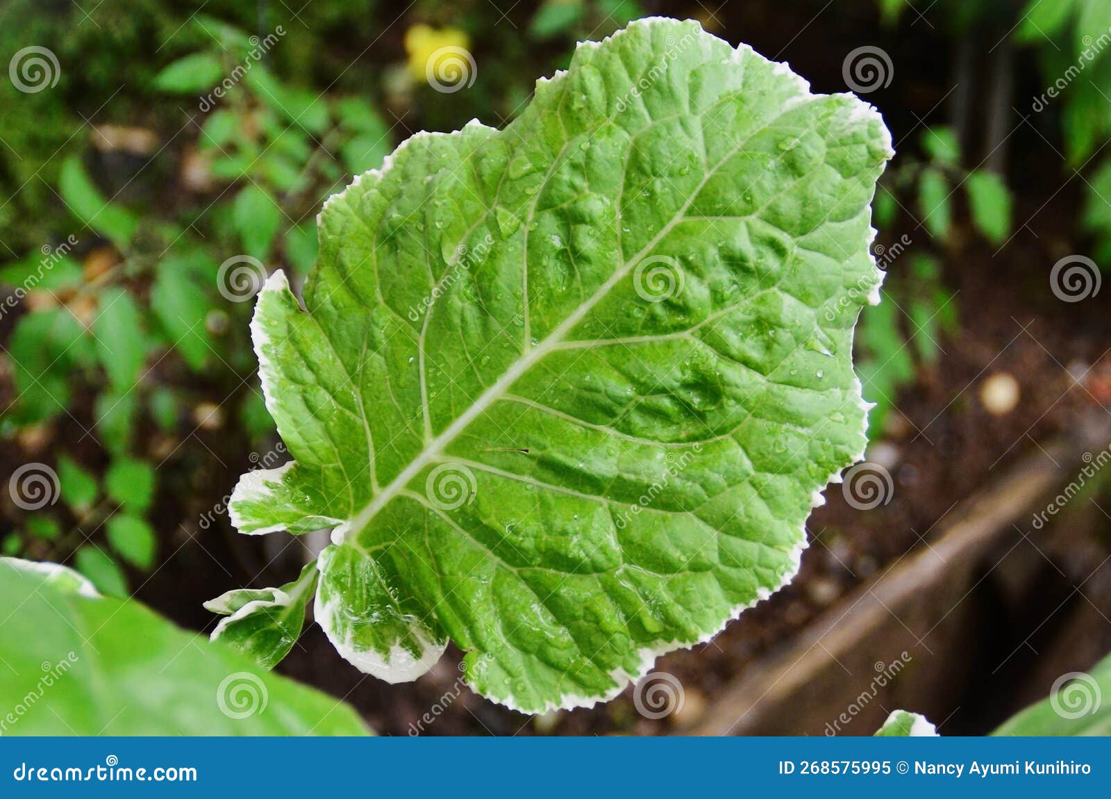 variegated cabbage leaf details