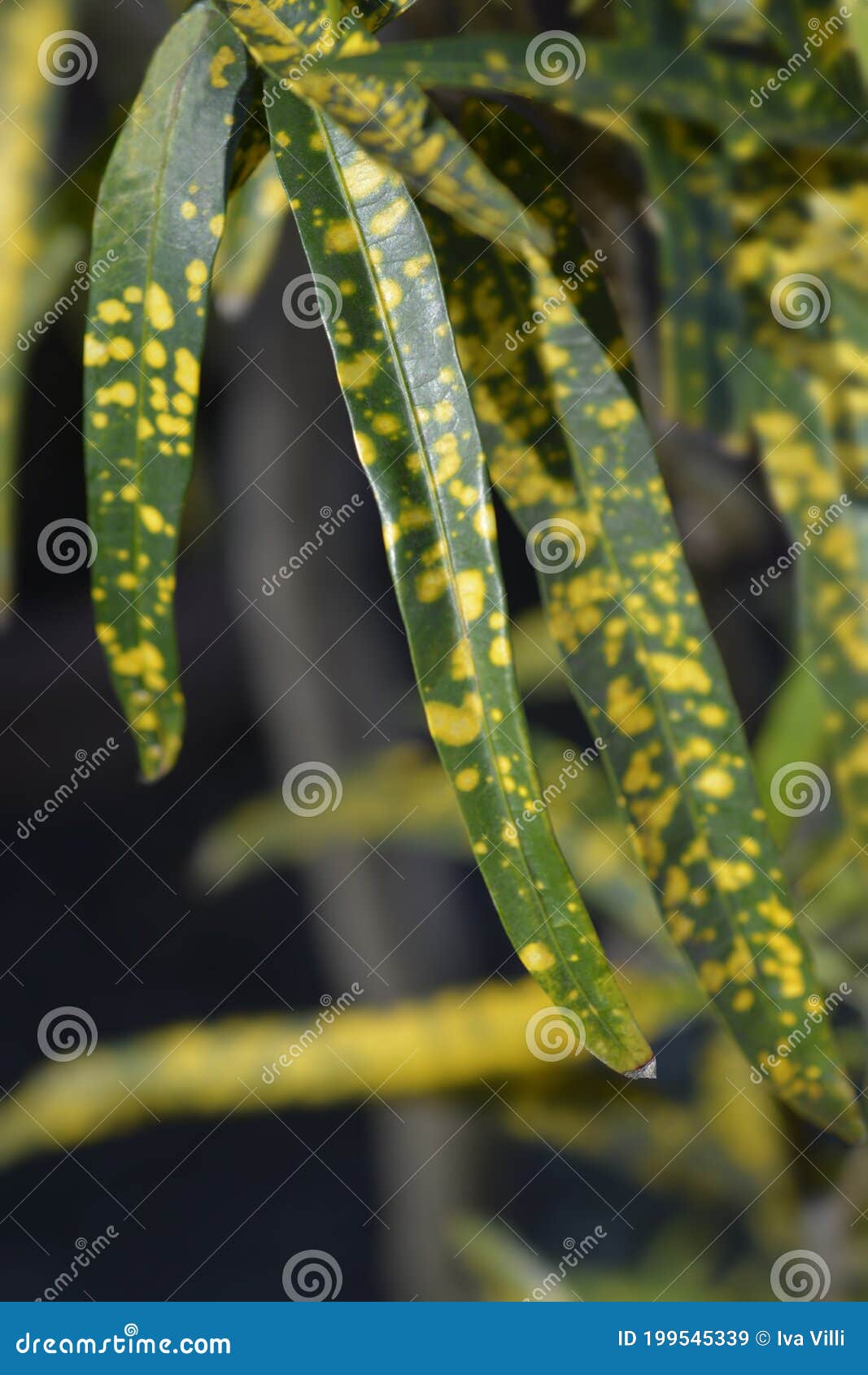 Variegated Croton Angustissimum Stock Image Image of johannis, close