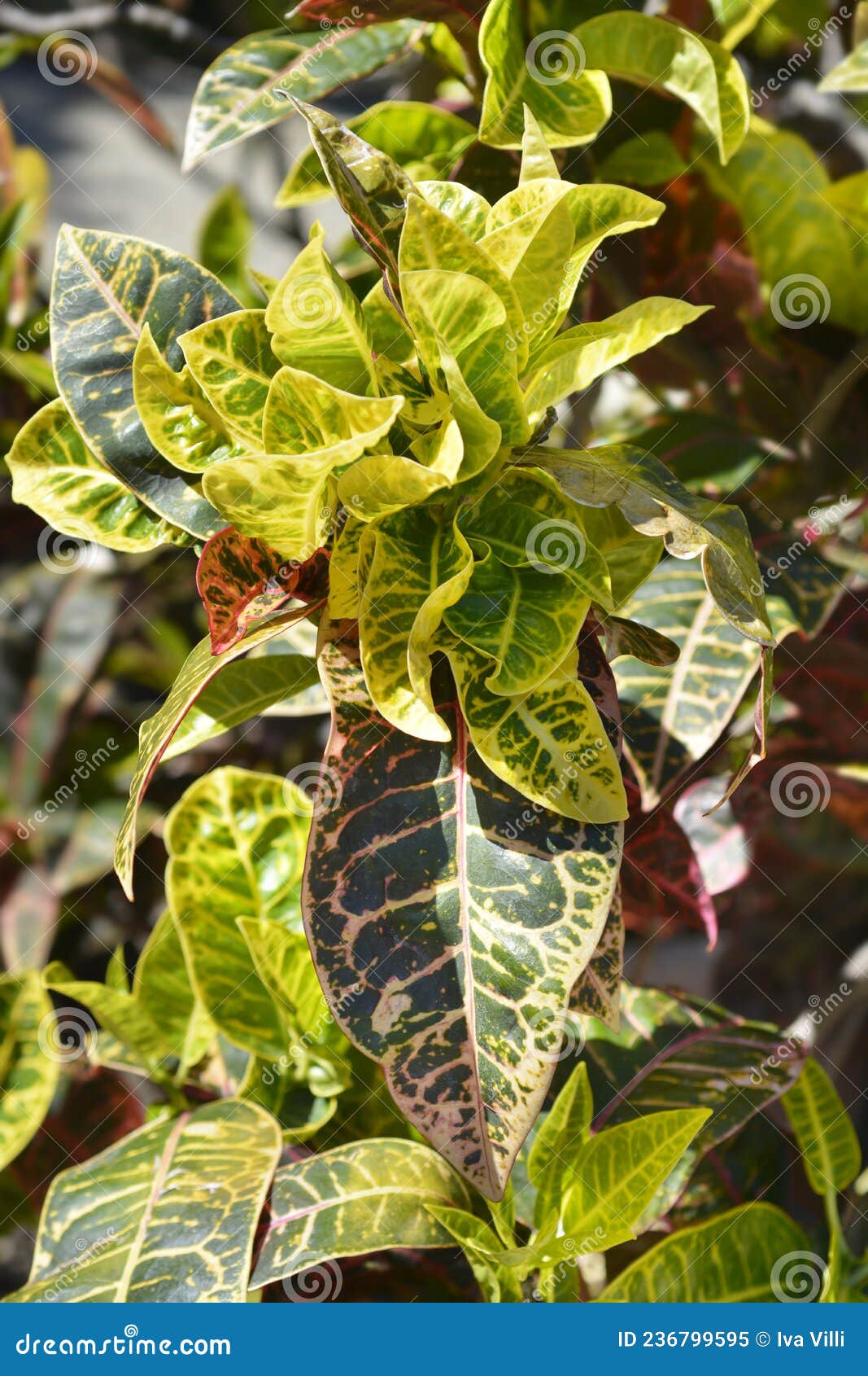 Variegated croton stock image. Image of spring, nature 236799595