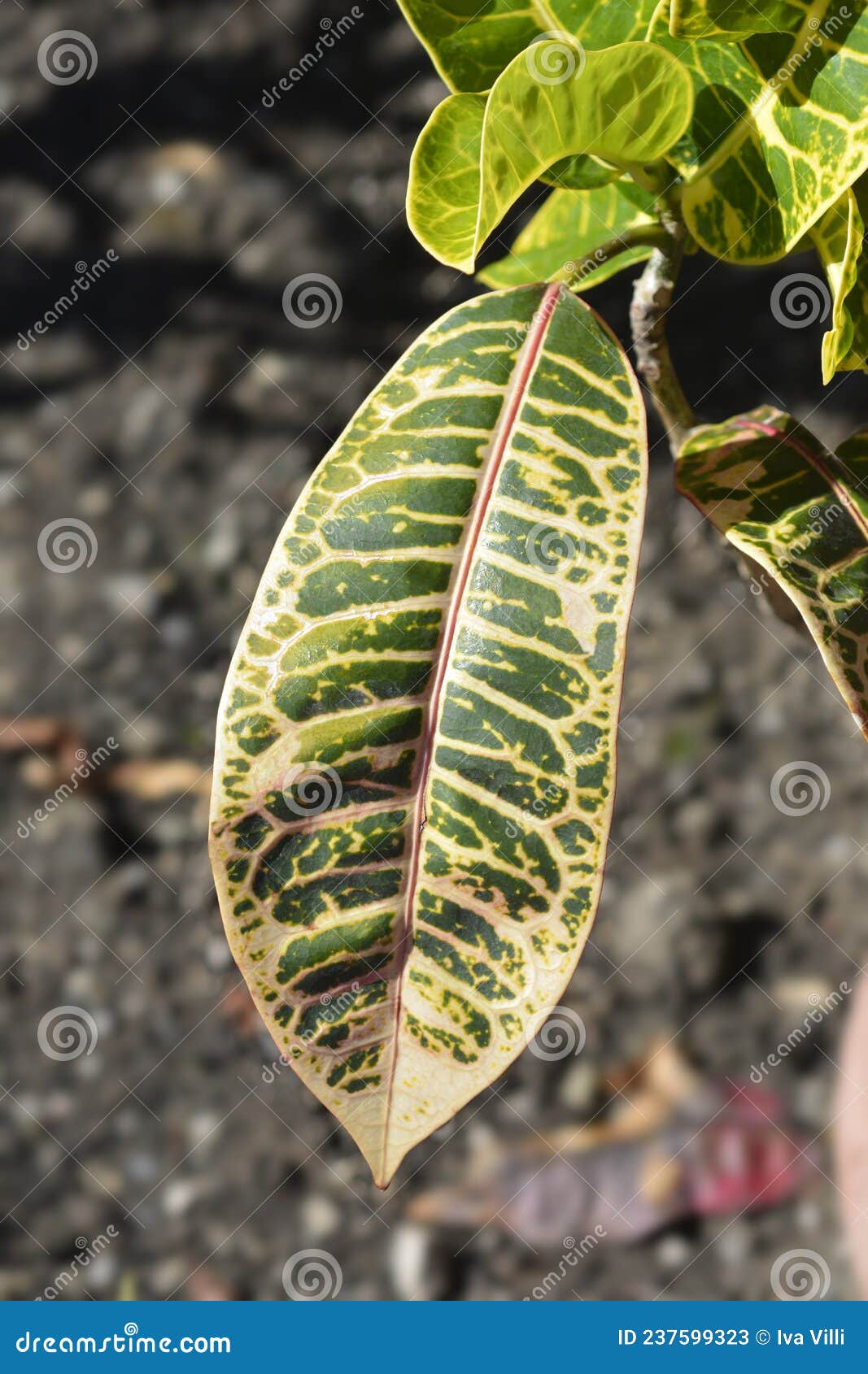 Variegated croton stock image. Image of variegated, croton 237599323