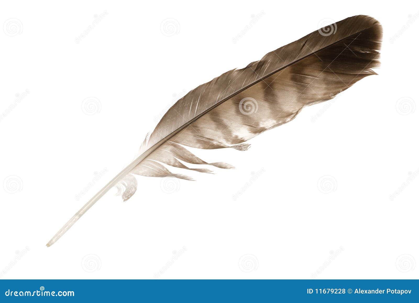 variegated eagle feather