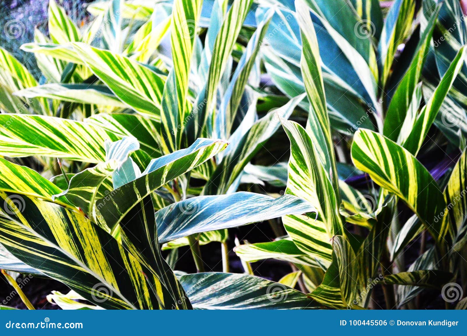 Variegated Ginger Lily Plant Shell Ginger In Sun City Center Florida Stock Photo Image Of Random City